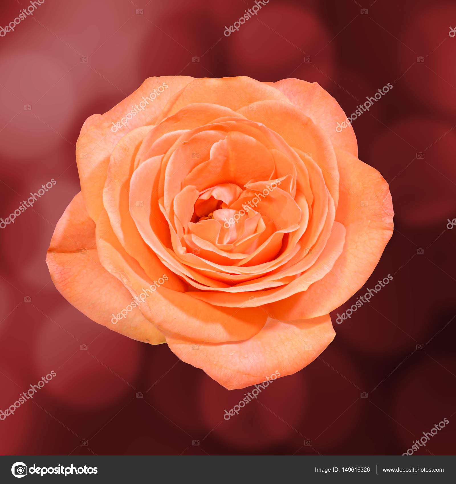 Fiore di rosa arancione, primi piani, isolato, fondo — Foto Stock ...