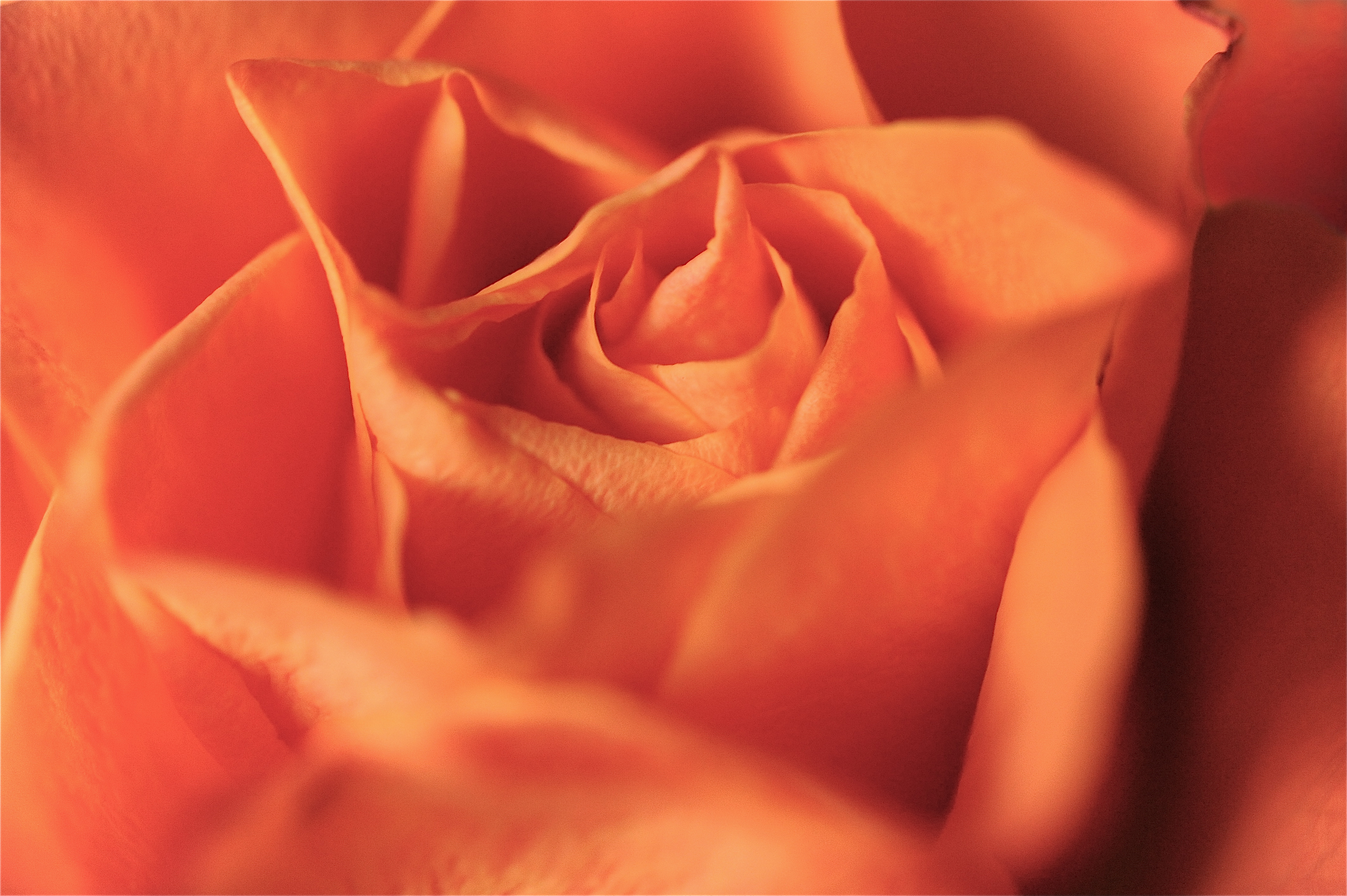 Sfondo Amore rosa arancione