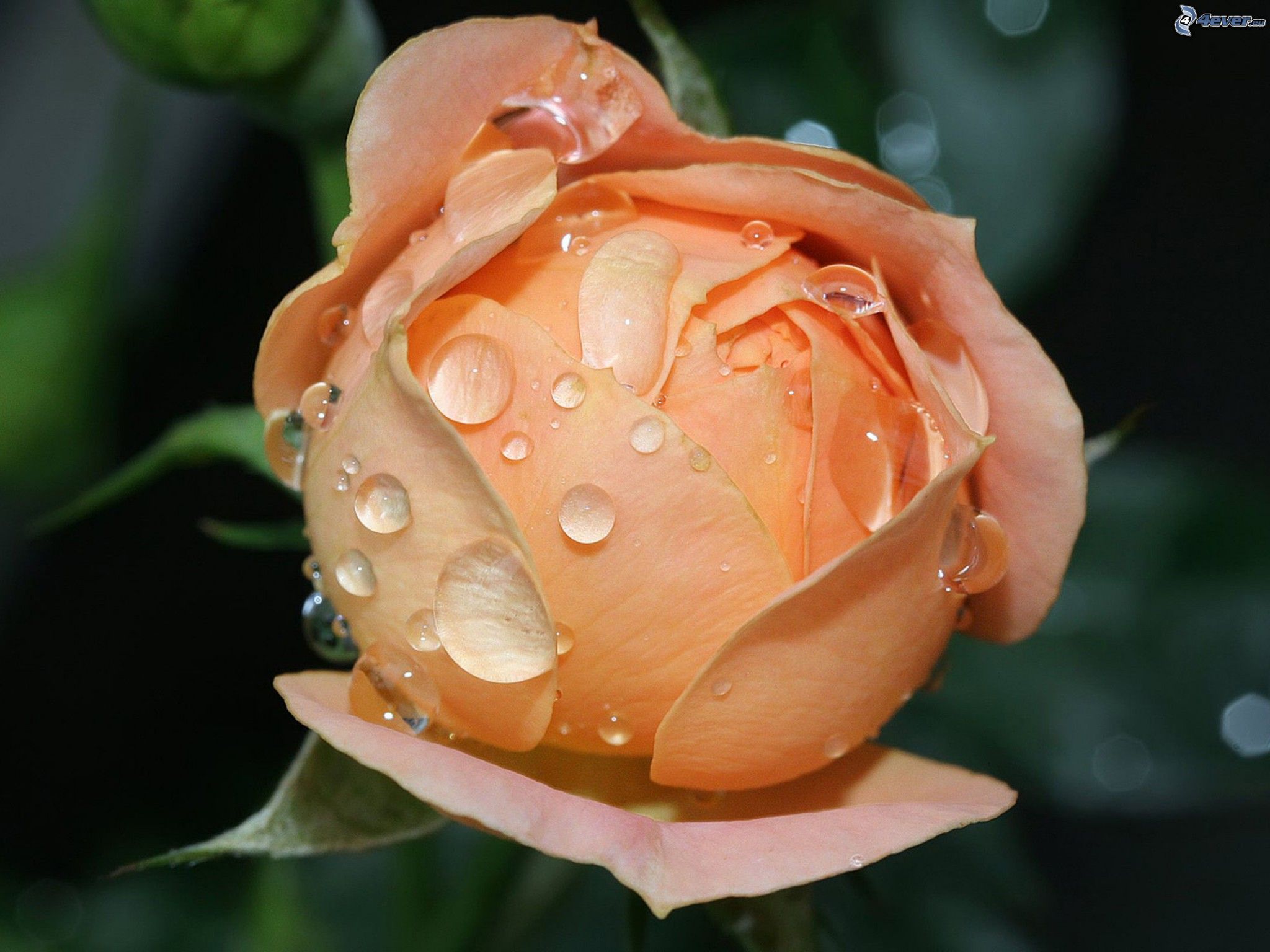 Rosa arancione