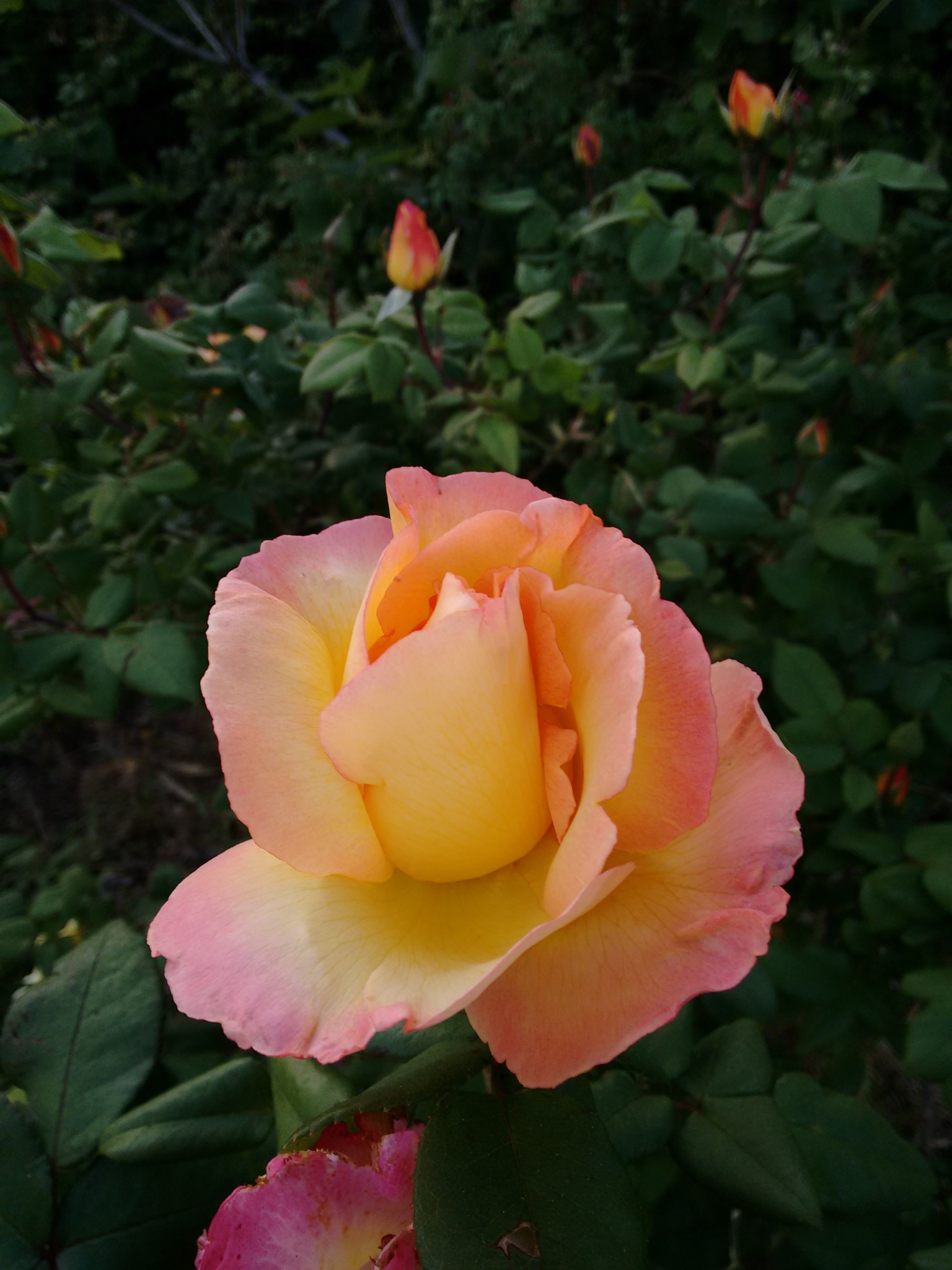 Rosa arancione photo