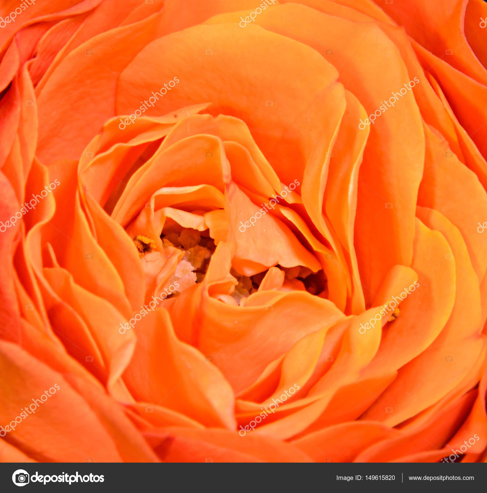 Fiore di rosa arancione, primi piani, modello di petali — Foto Stock ...