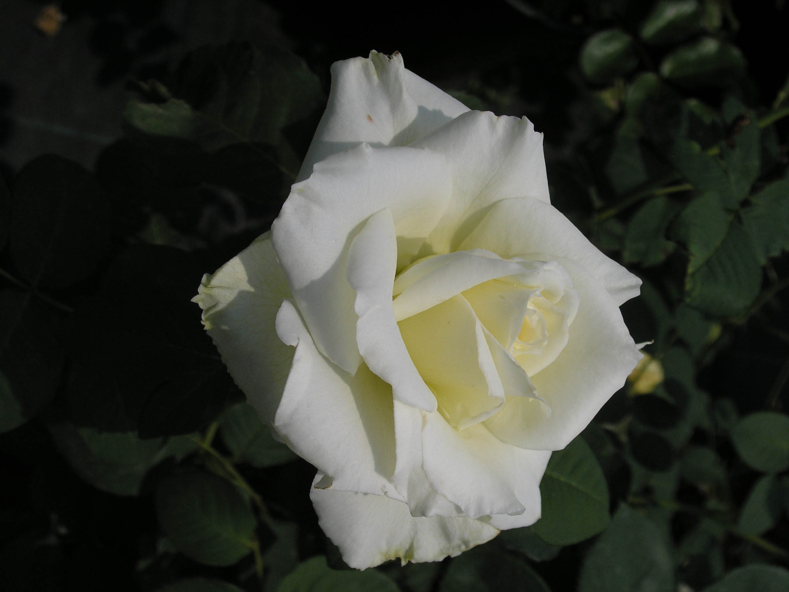 Catalogo Rose & Piante | Le Rose di Pistoia - Vendita di Rose e ...