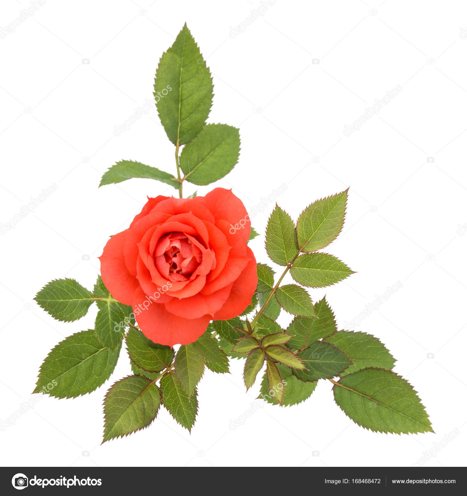 fiore rosa arancione — Foto Stock © natika #168468472