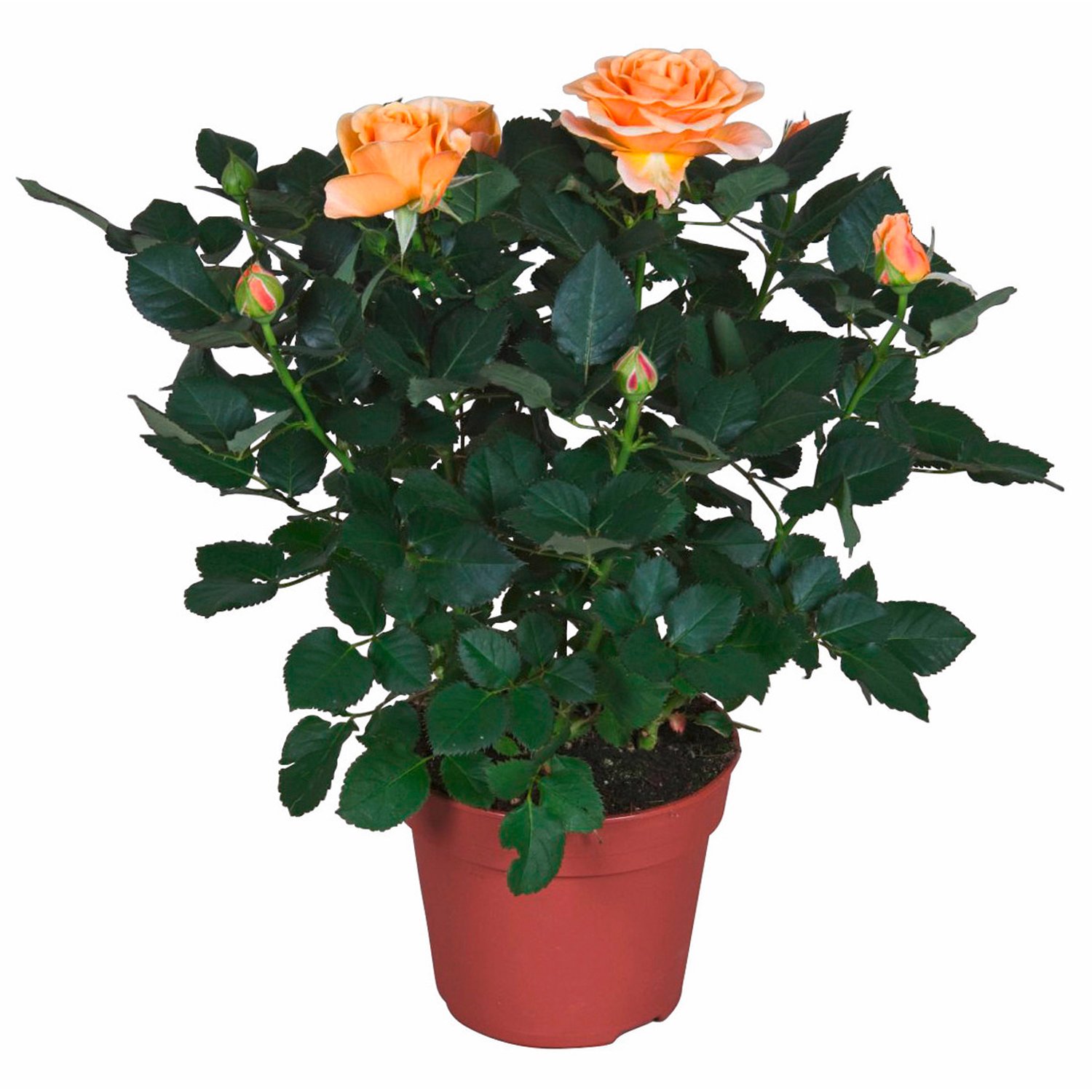 Rosa arancione vaso Ø ca. 13 cm acquista da OBI