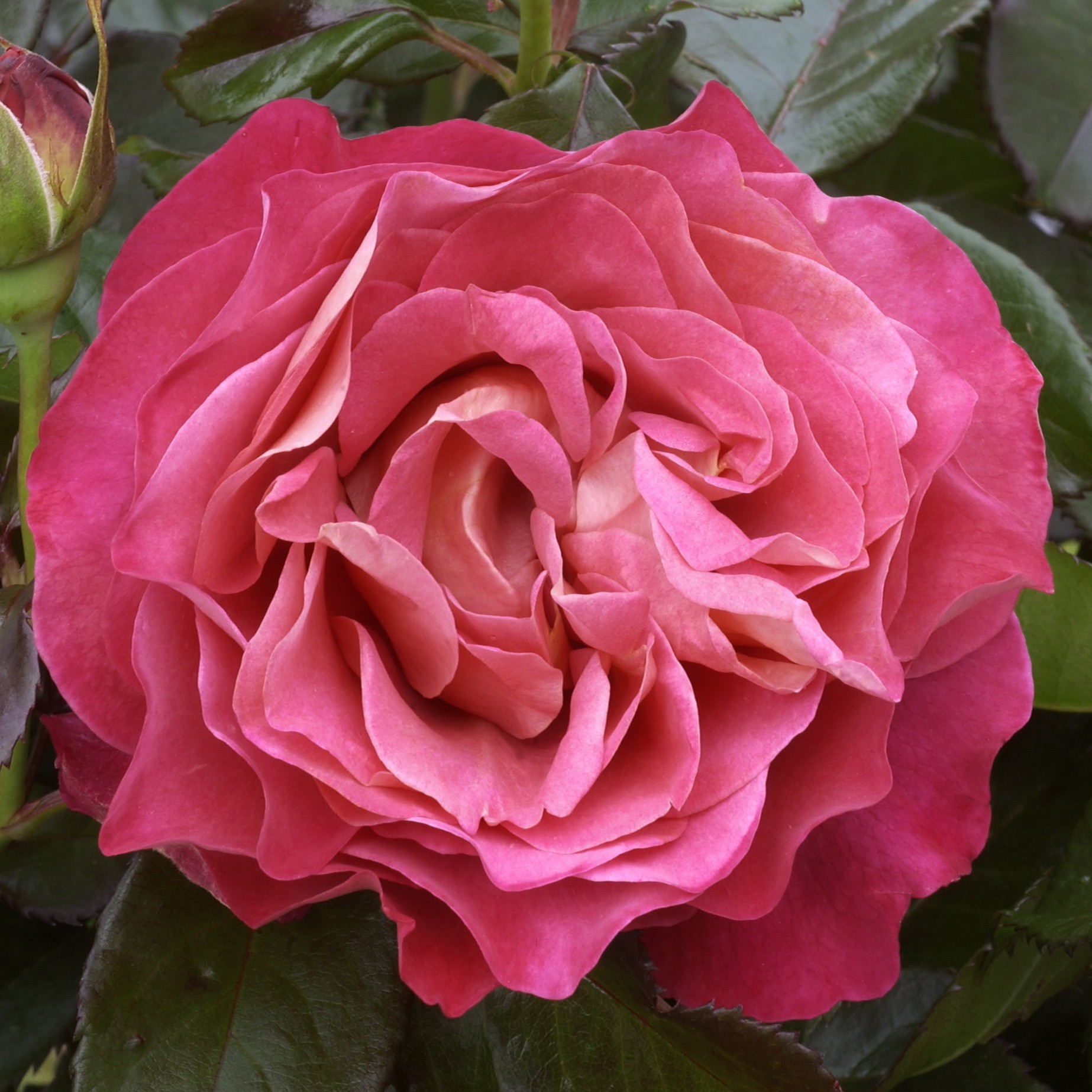 Rosa Belle Époque - Rosier Grimpant - Grandes Fleurs - Pépinières Naudet