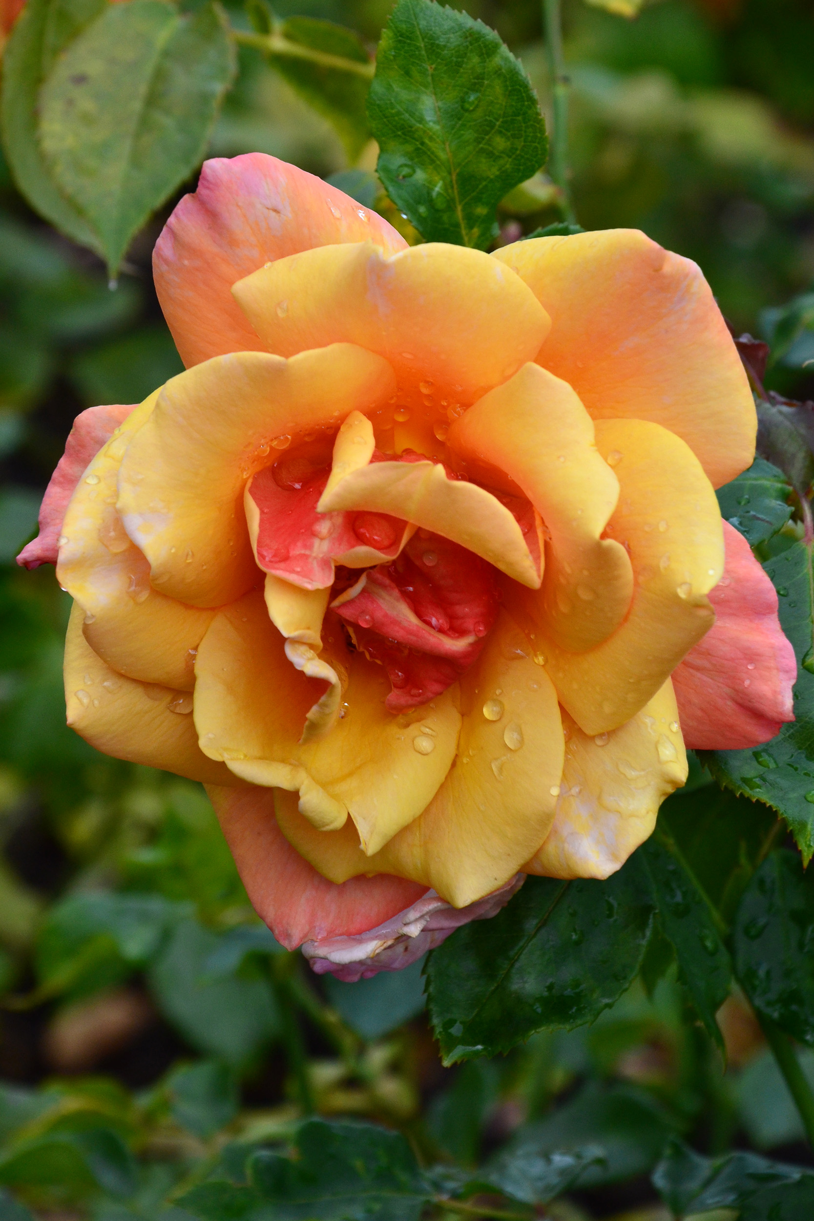 Rose 'Belle Epoch', Bloom, Modern, Unusual, Tea, HQ Photo