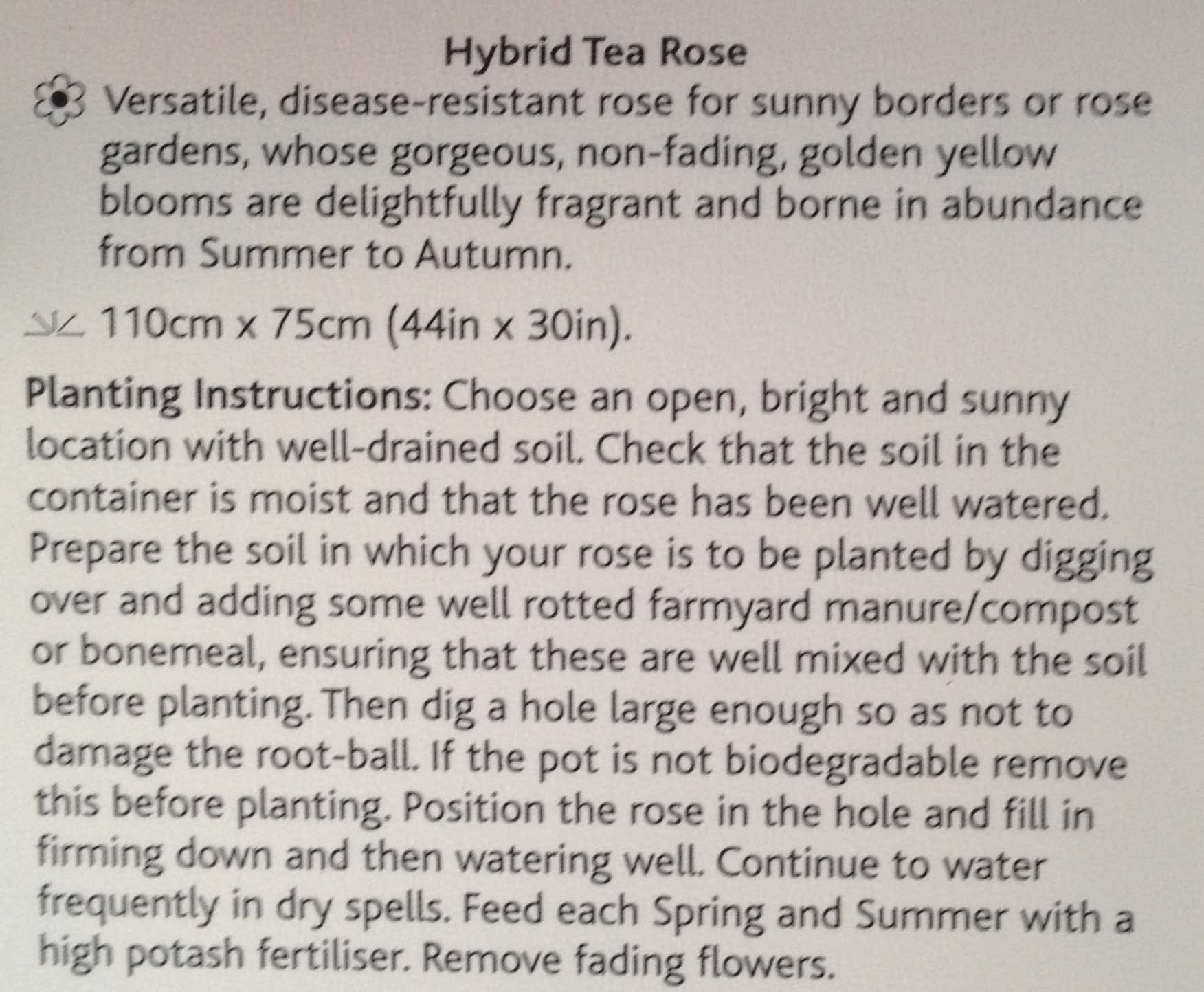 Keep Smiling 'fryfloridia' - Hybrid Tea Rose - Very Fragrant ...