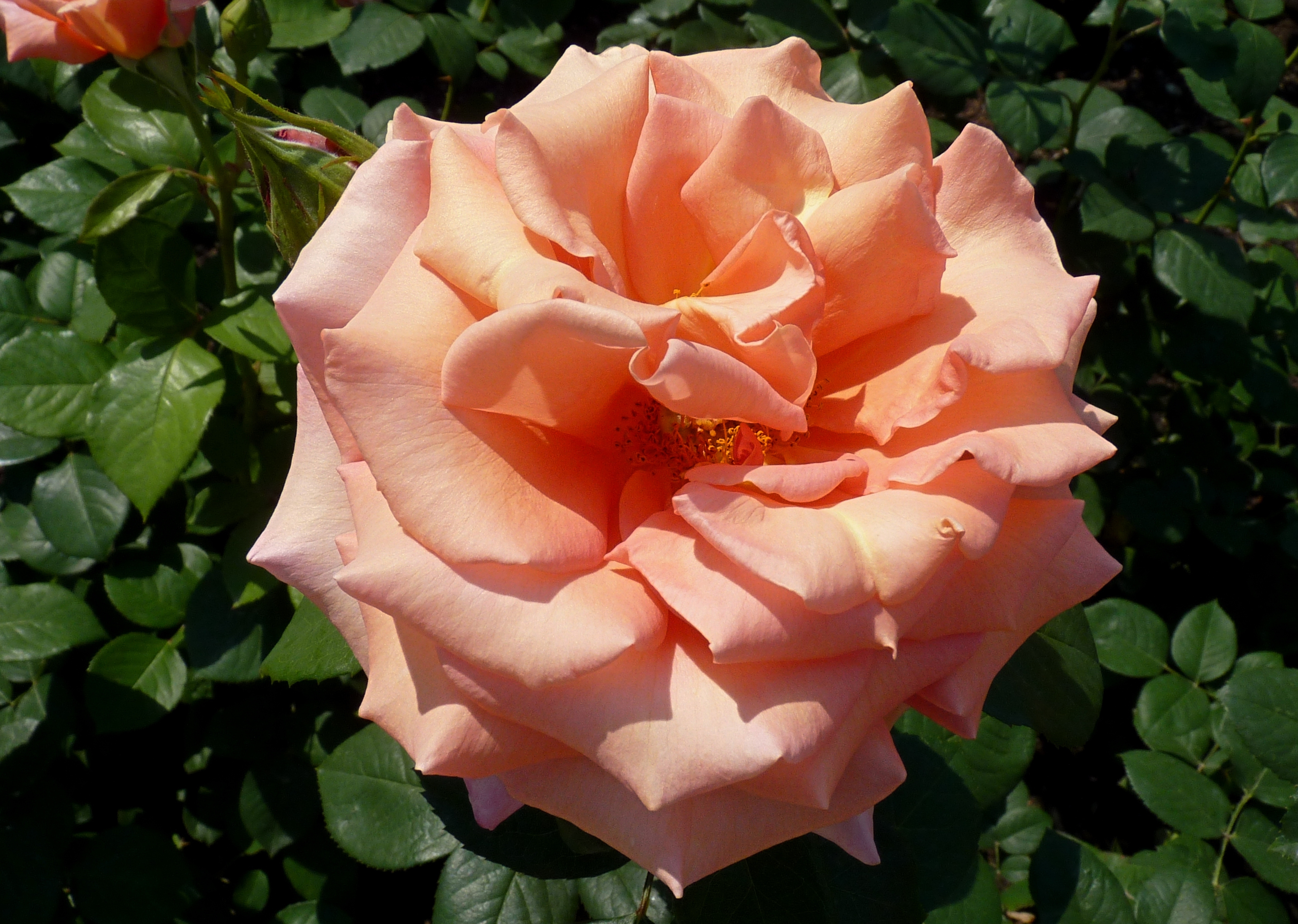 File:Rosa 'Warm Wishes' J1.jpg - Wikimedia Commons