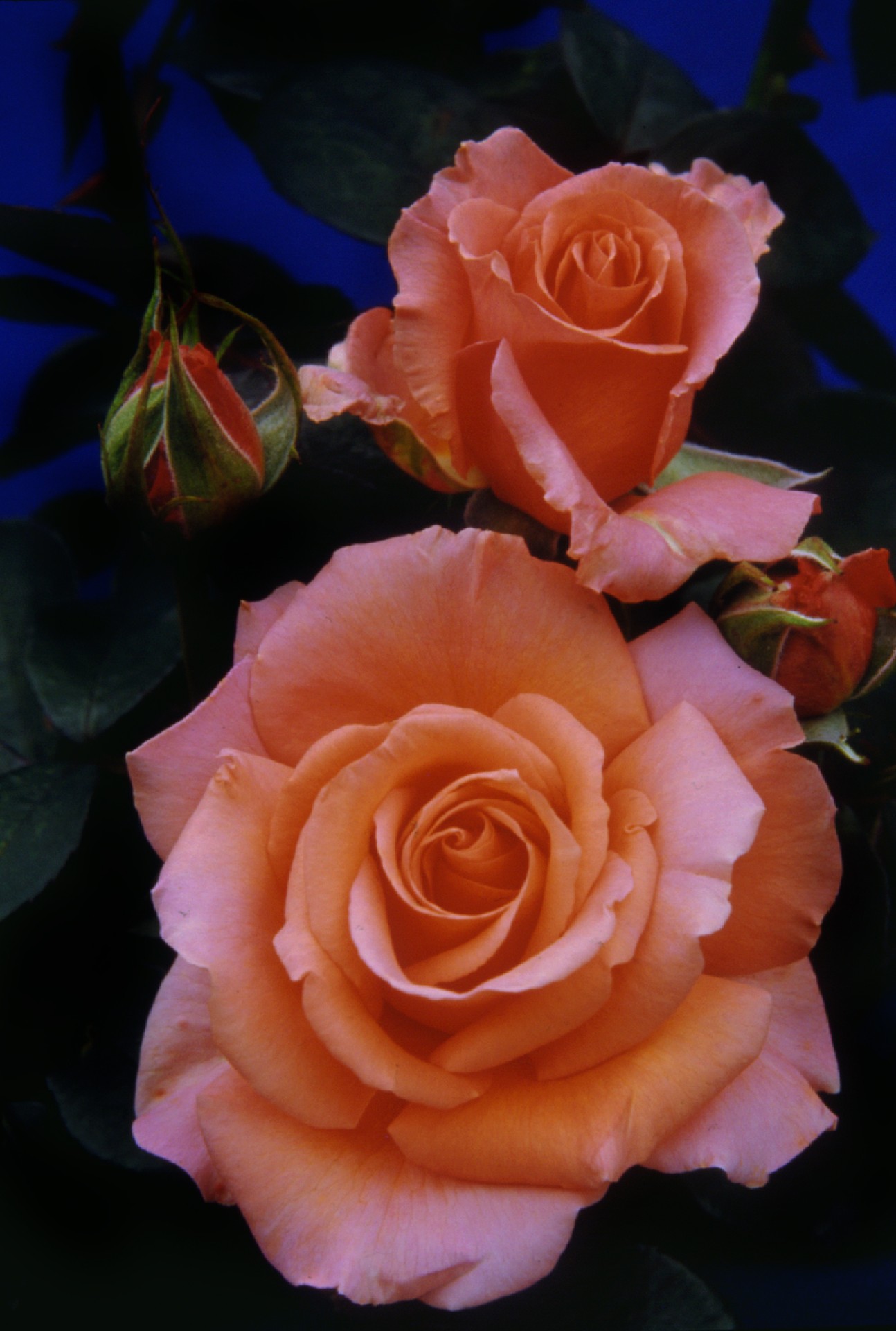 Long stemmed rose (Hybrid Tea) Warm Wishes 175mm Pot | Dawsons ...