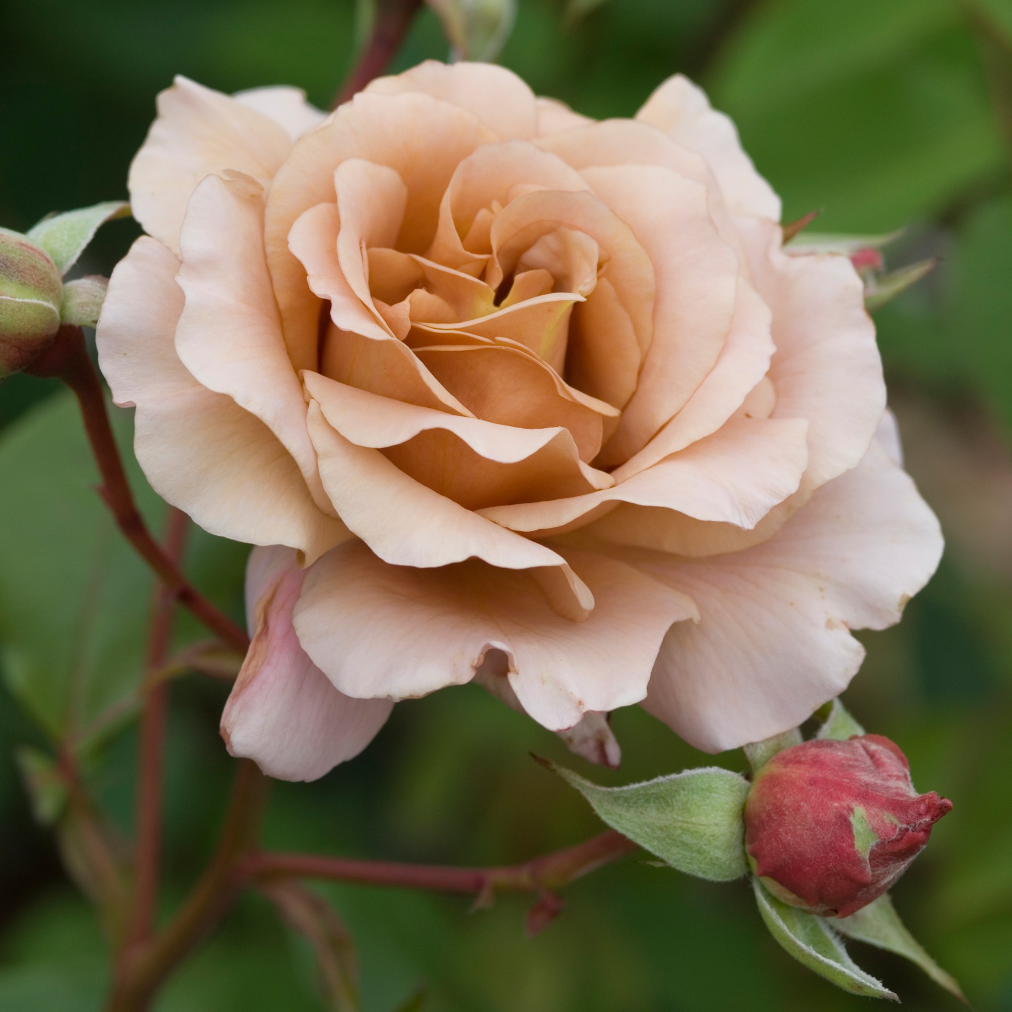 Julia's Rose - Repeat-Flowering - Popular Searches