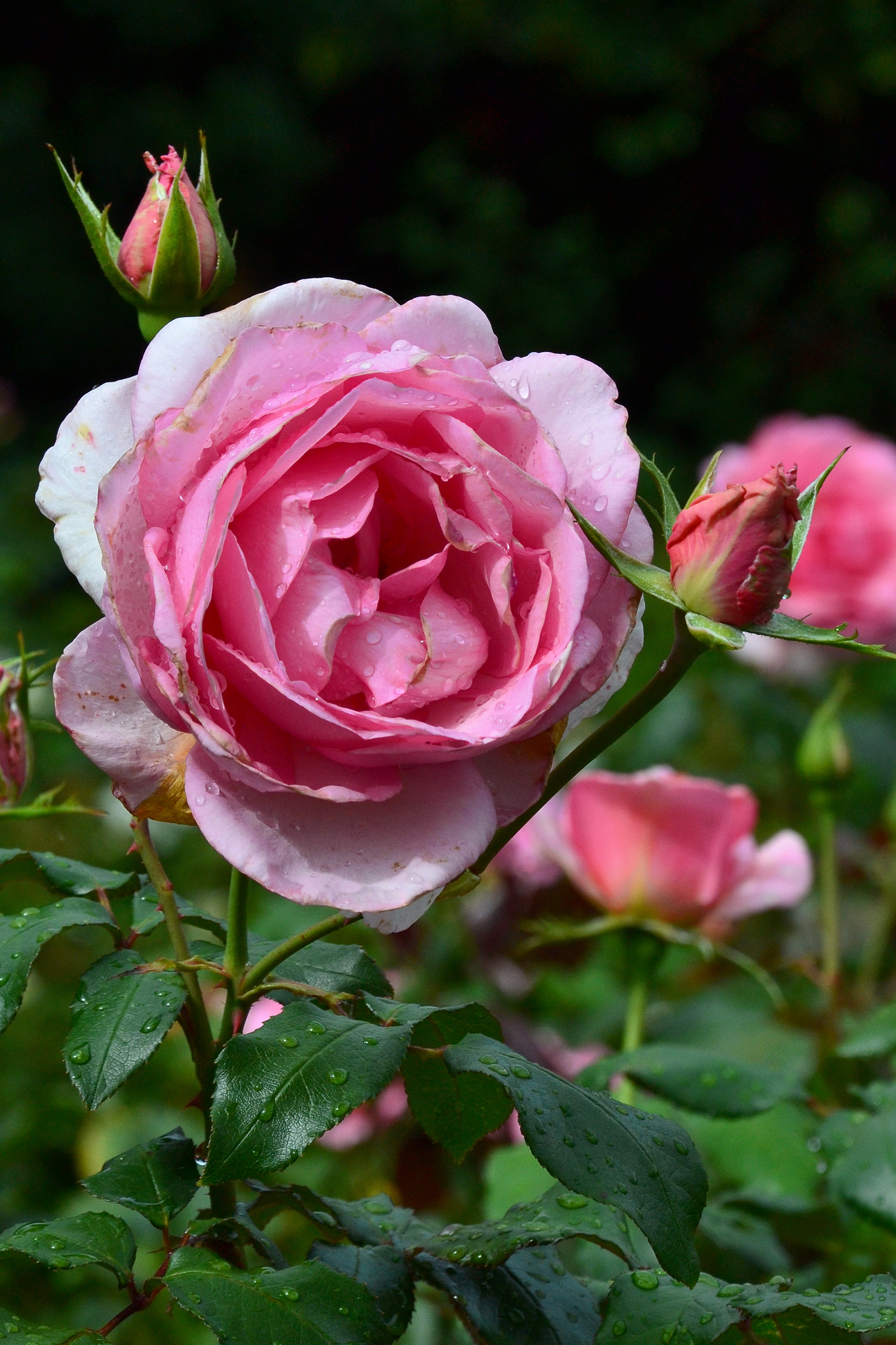 Rose 'Westminster Pink', Bloom, Rosa, Modern, Perennial, HQ Photo