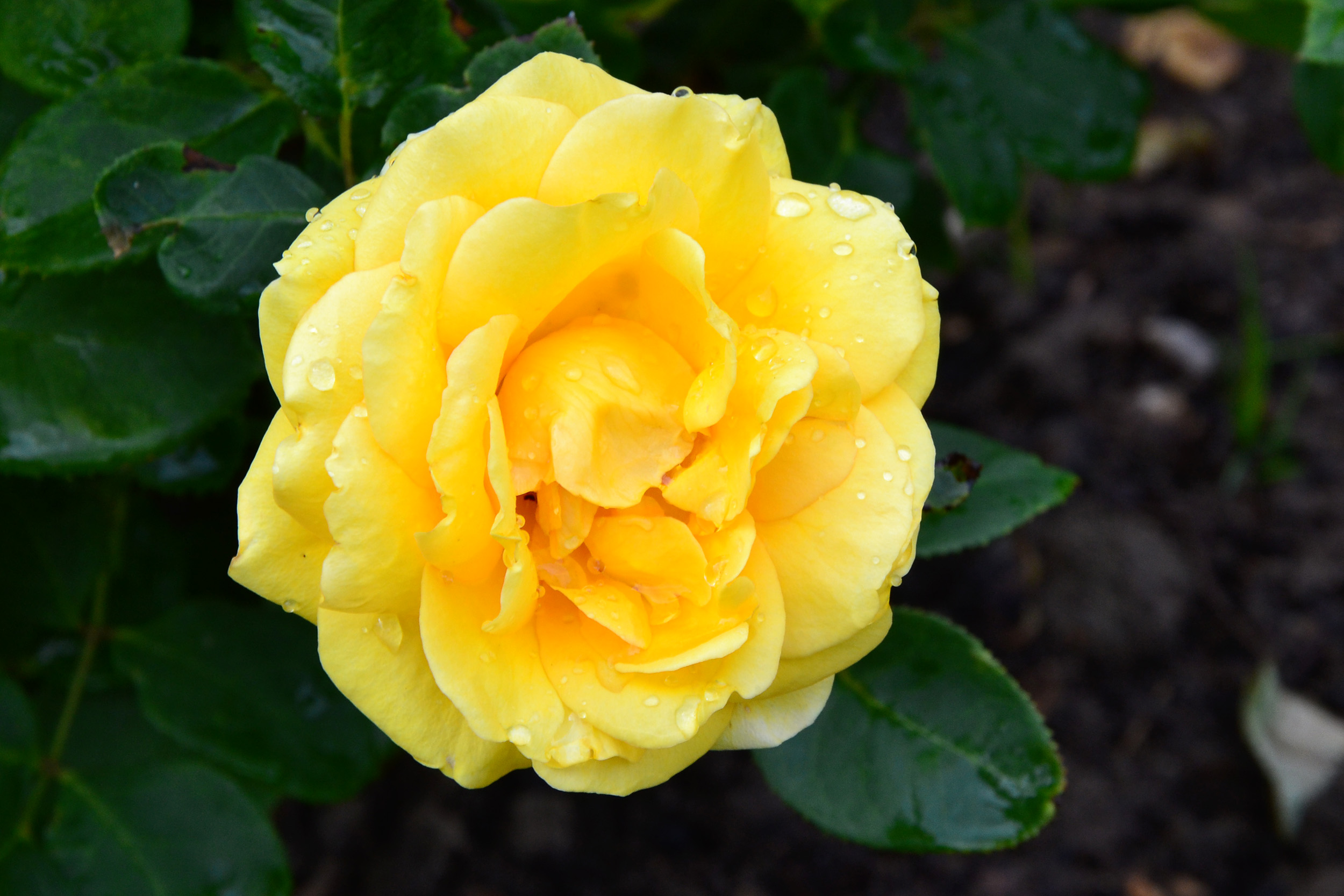 Rose 'you are my sunshine' photo