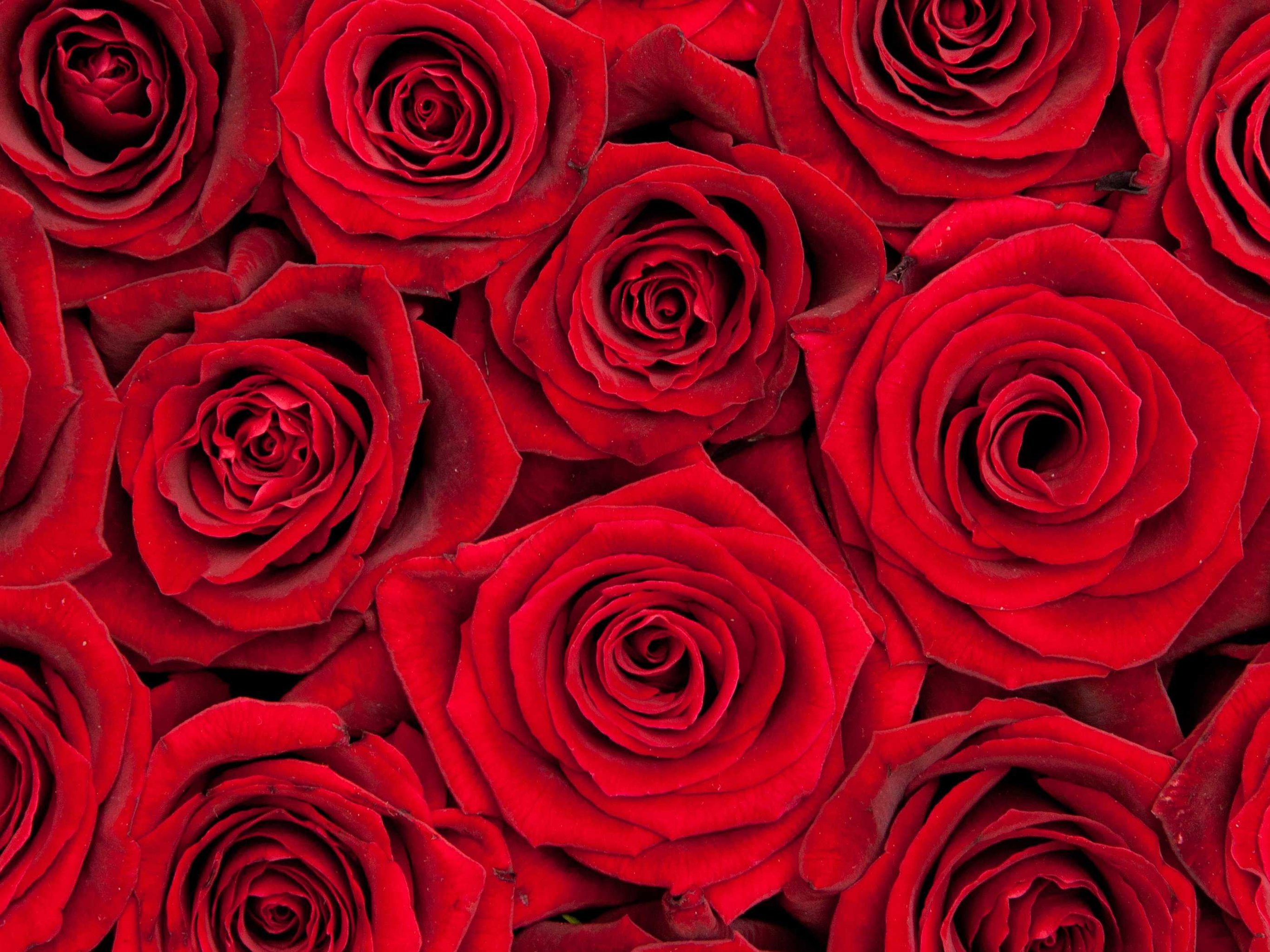 Rose Bouquet Pricing Variation - Business Insider