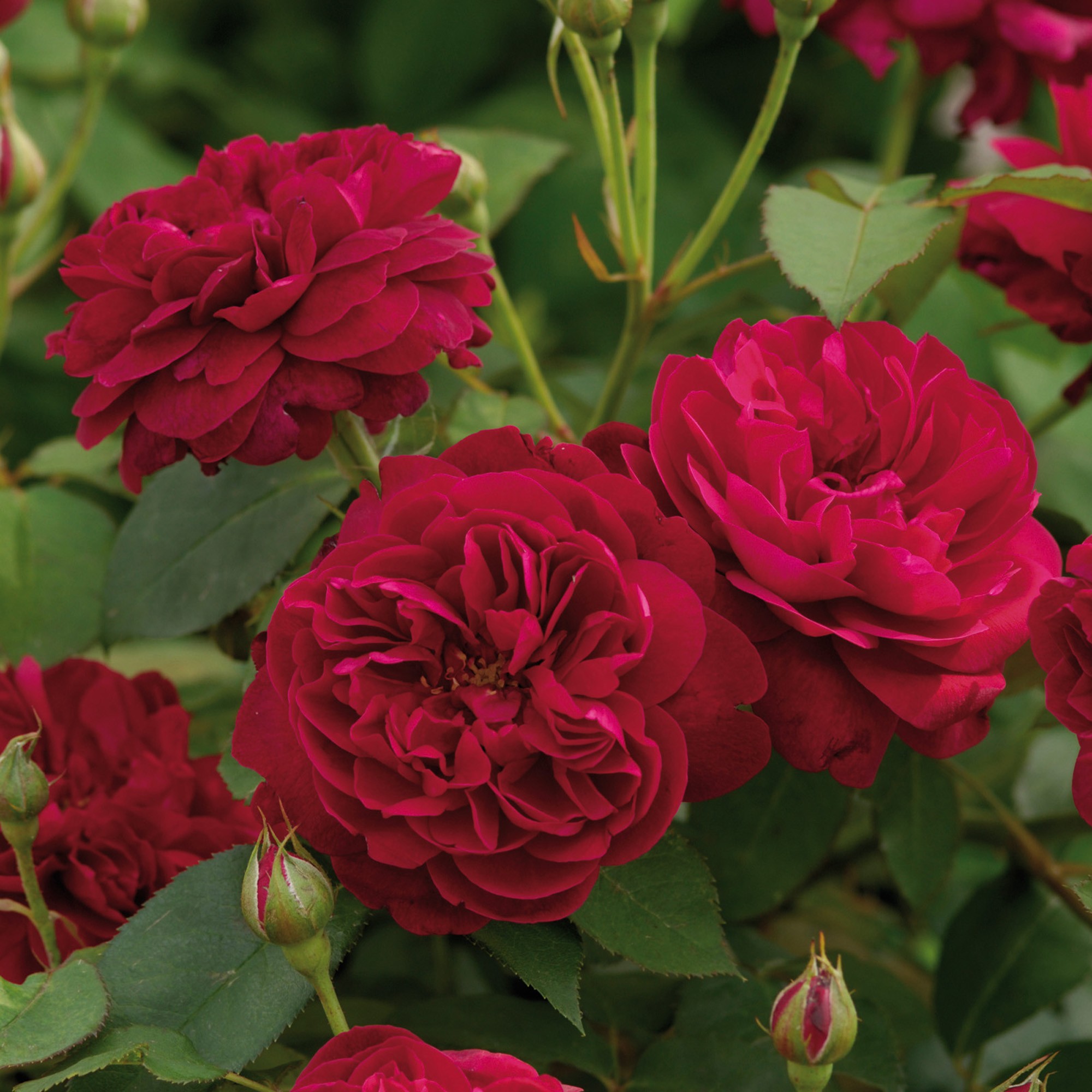 Small Garden English Rose Collection - 4 Roses - Repeat-Flowering ...