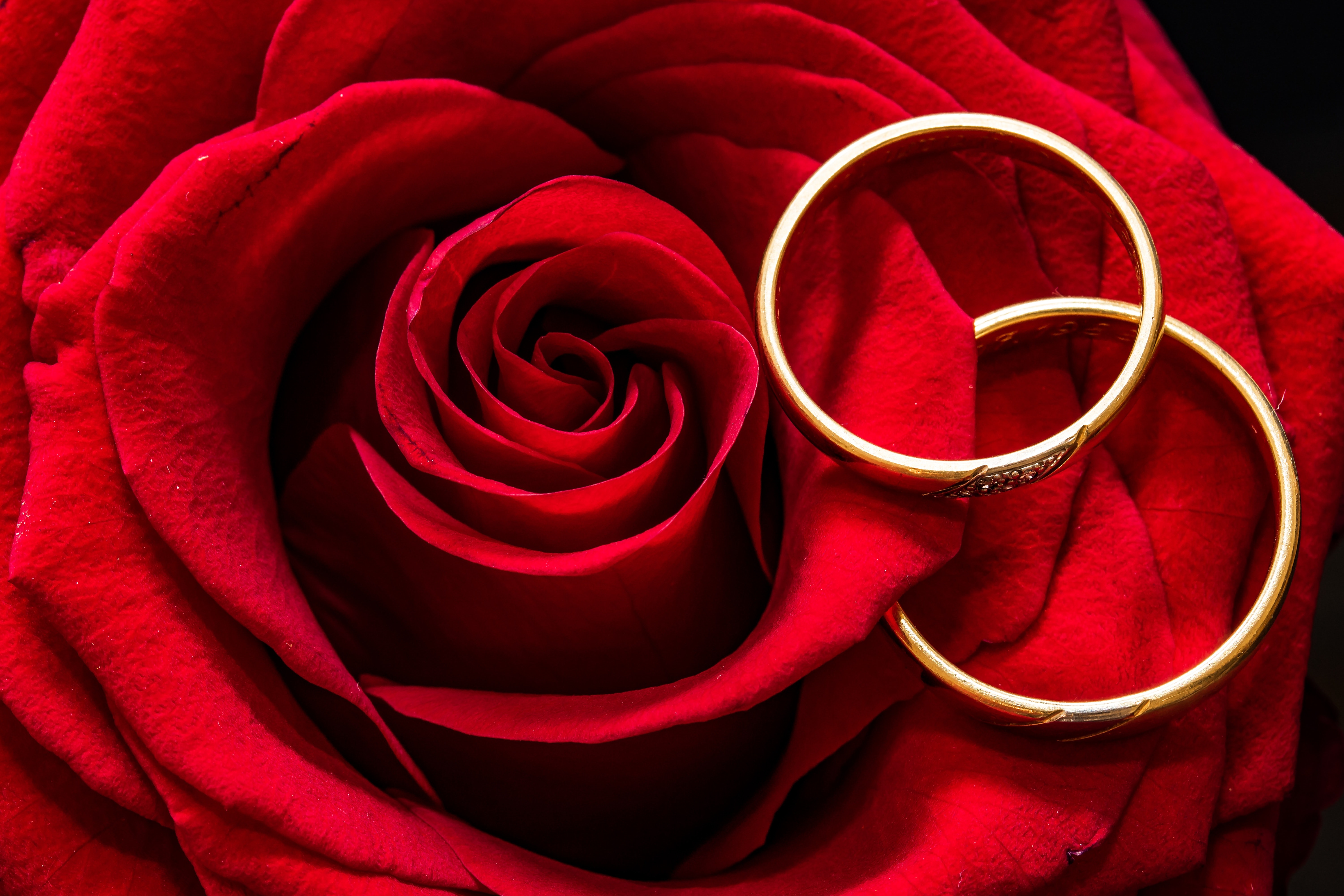 2 Gold Eternity Ring Near Red Rose on Musical Notes · Free Stock Photo
