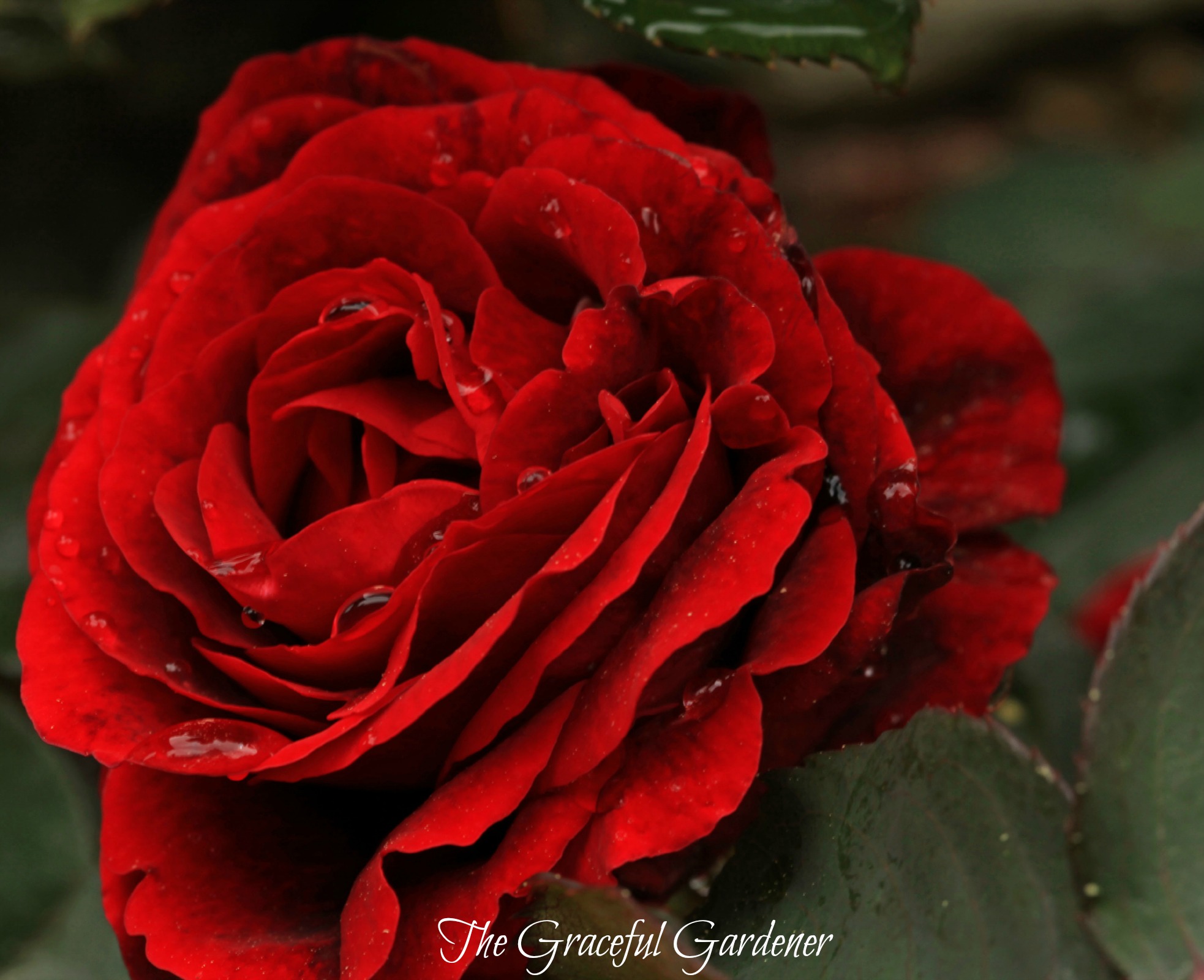 Growing my Roses—Up, Up and Away …. – The Graceful Gardener