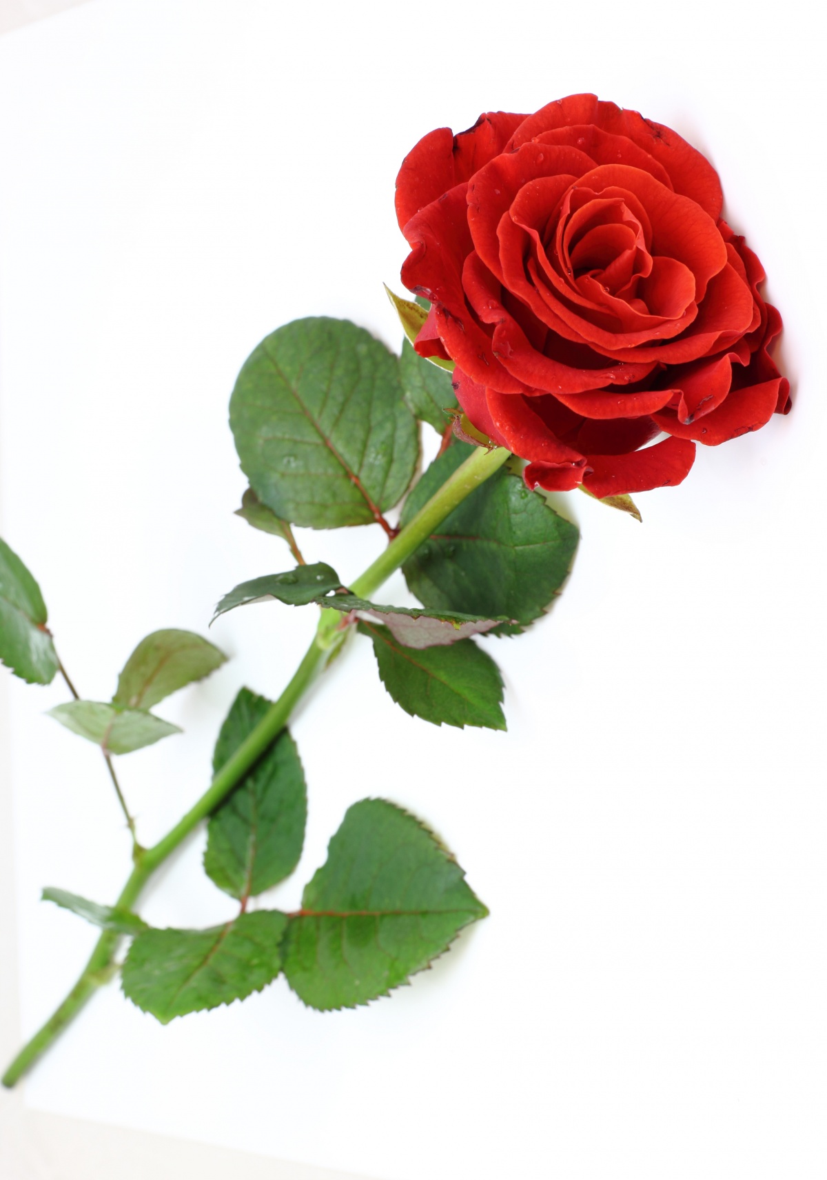 arbeen images red rose HD wallpaper and background photos (38512668)