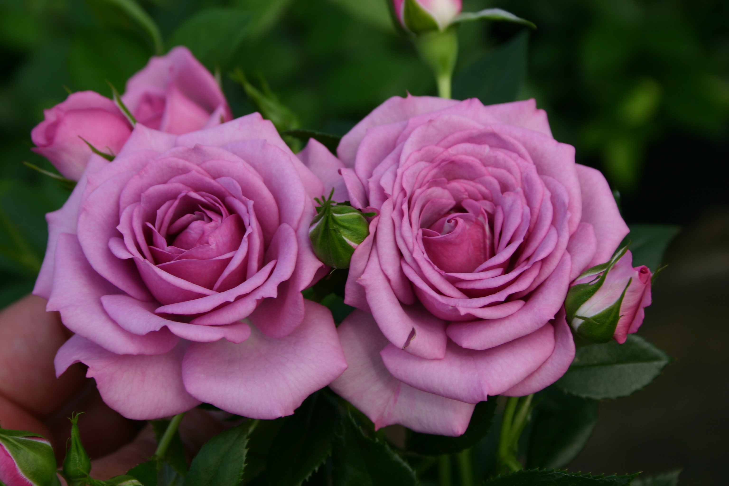 Chamblee Rose Nursery