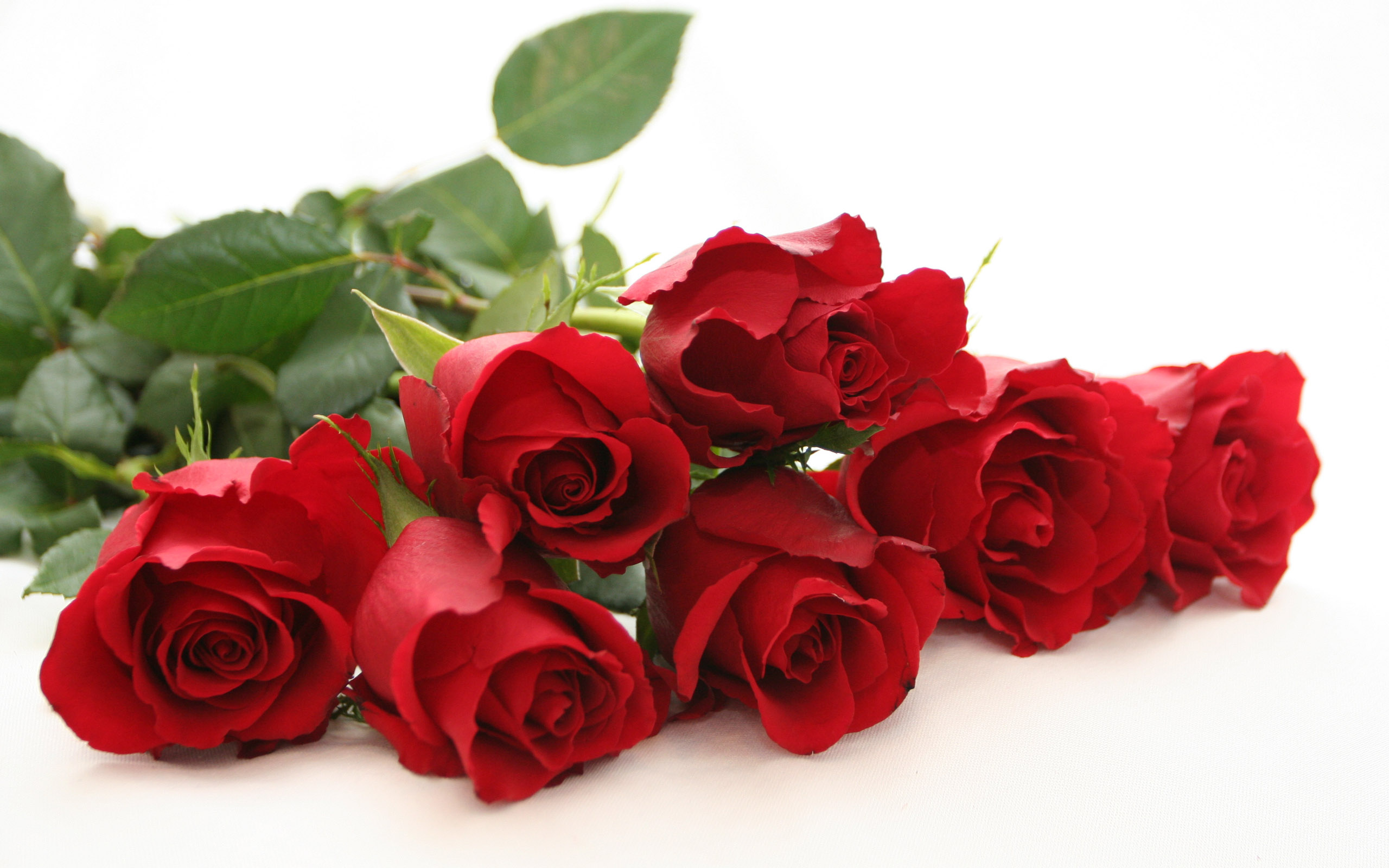 Plant a rose bush for your Valentine