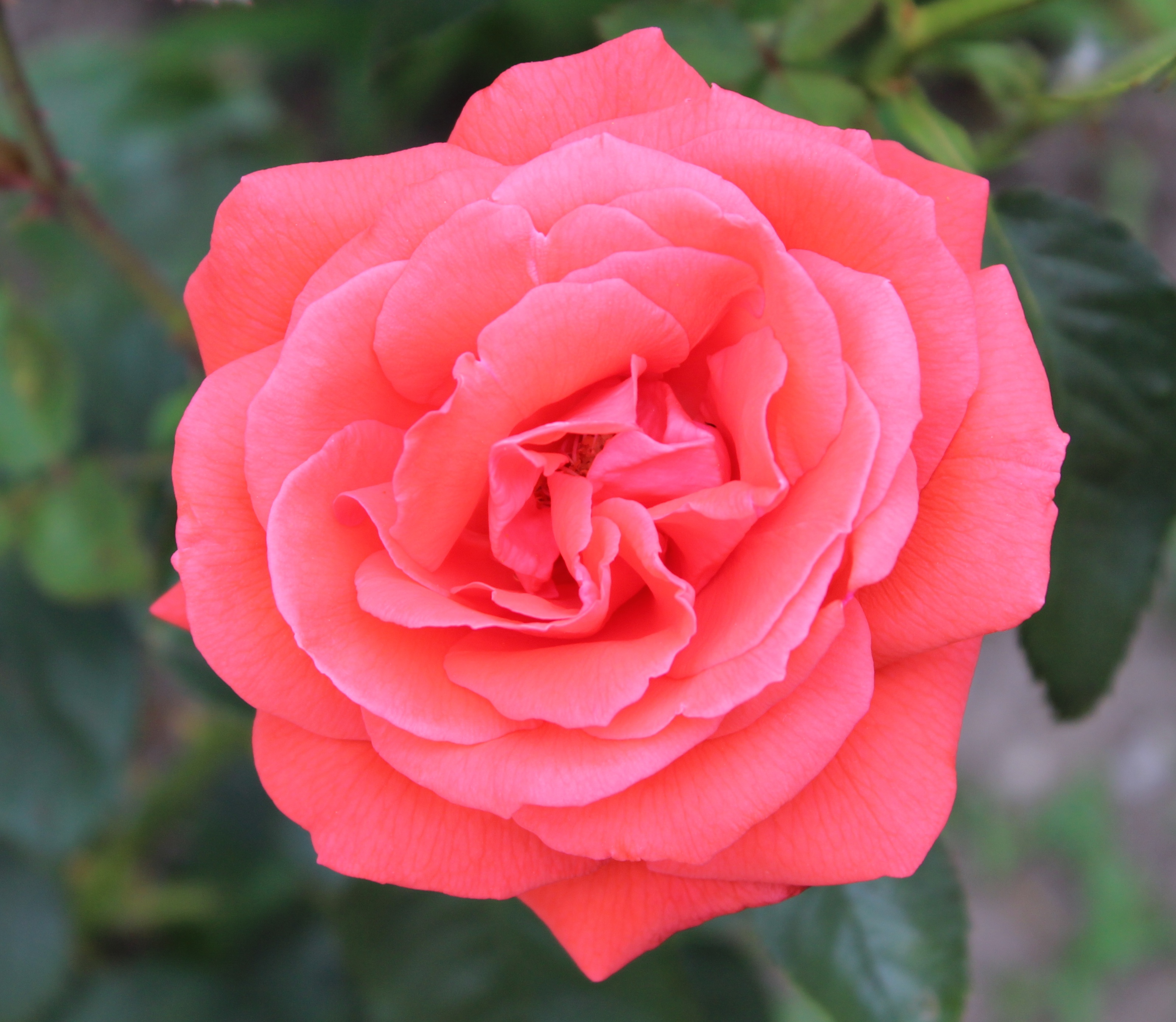 File:Rose Super Star.jpg - Wikimedia Commons