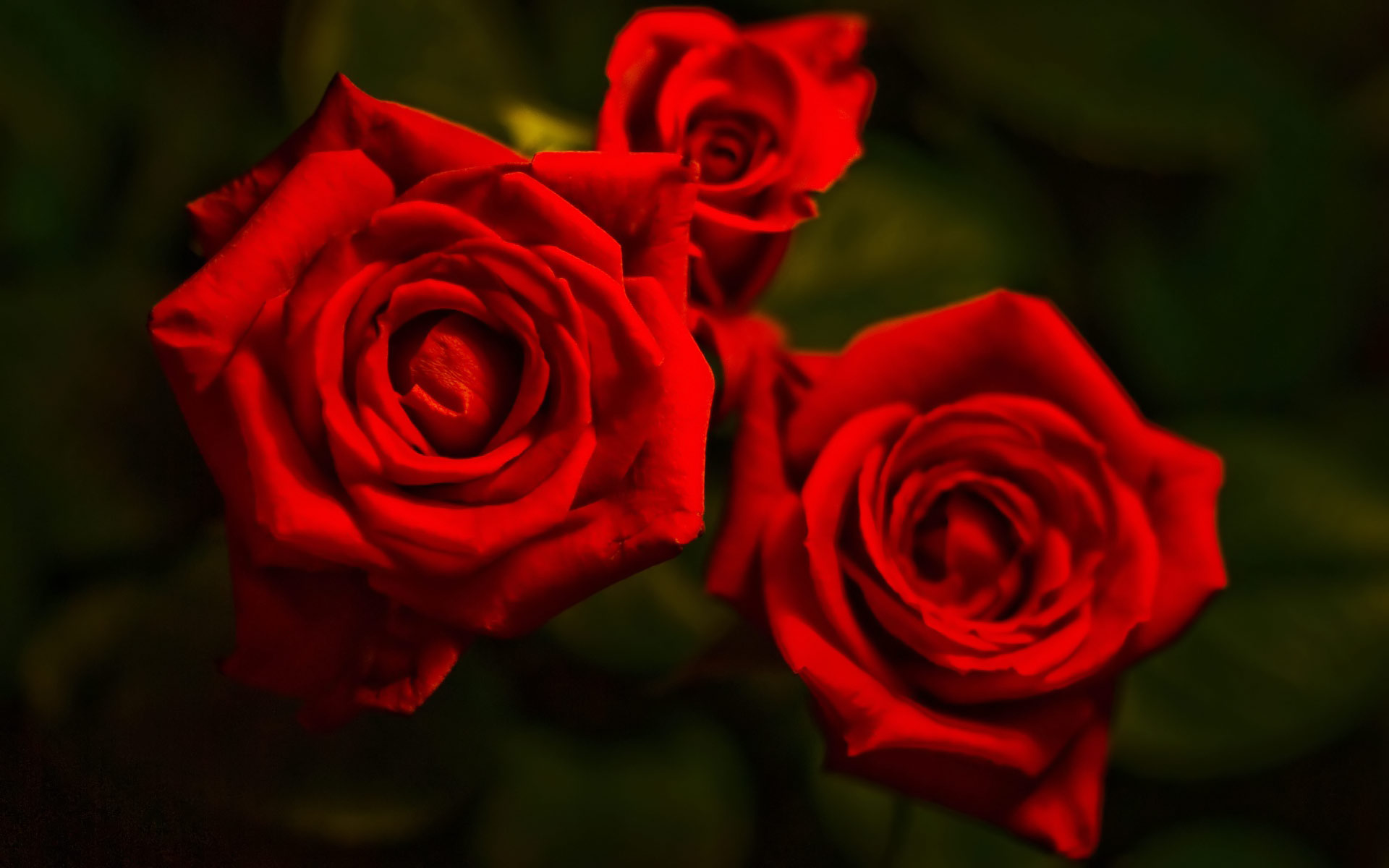 1920x1200 px Red Rose Widescreen Image – Most Beautiful Backgrounds ...