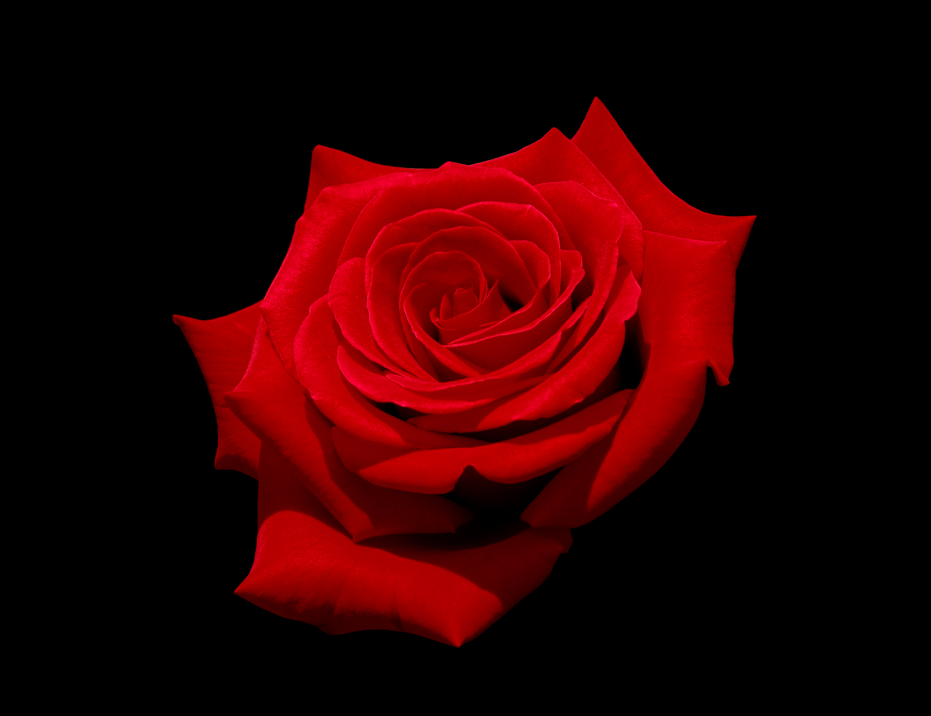 File:Red rose with black background.jpg - Wikimedia Commons