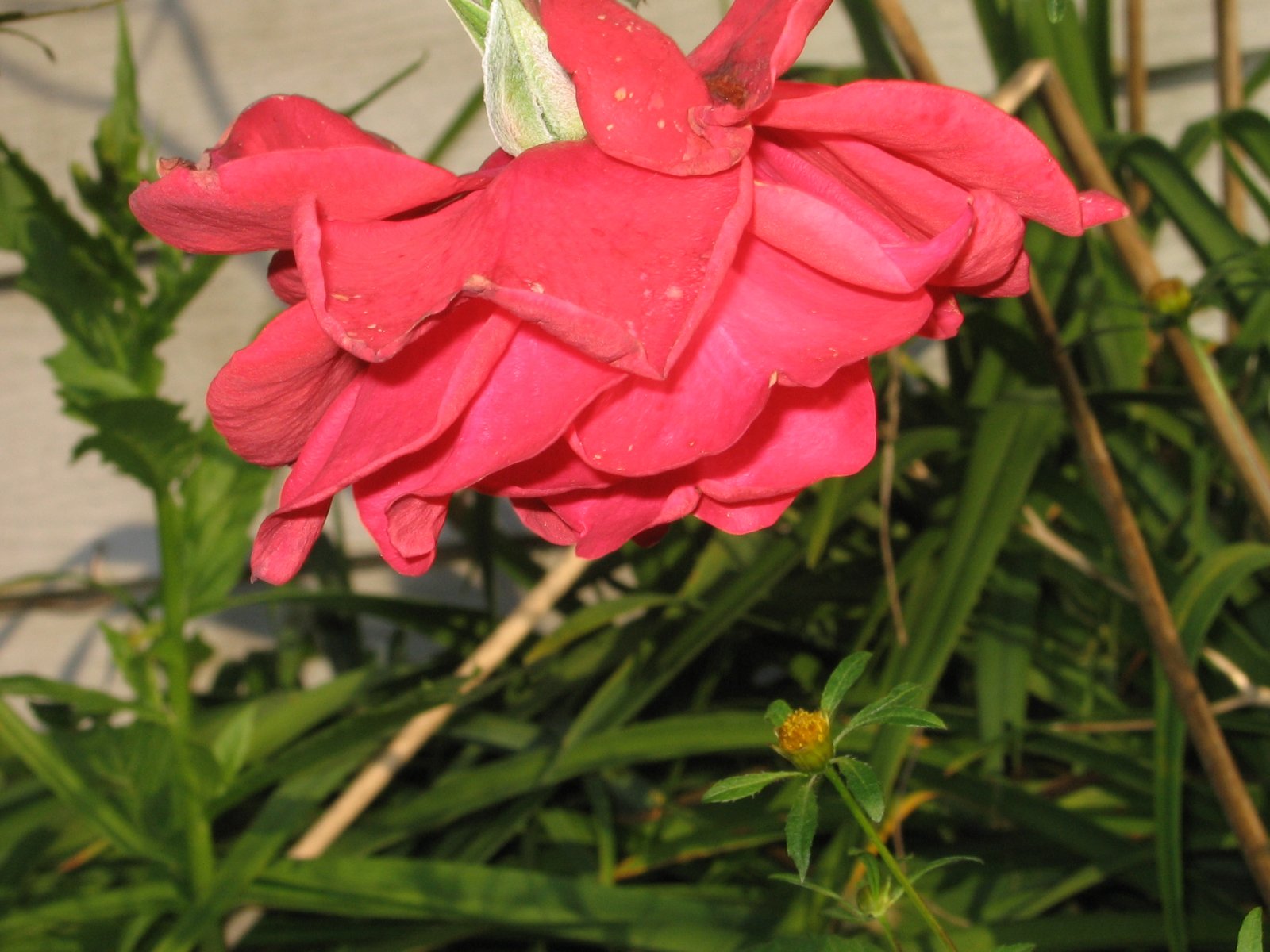 Rose, Bspo06, Flower, Plant, Red, HQ Photo