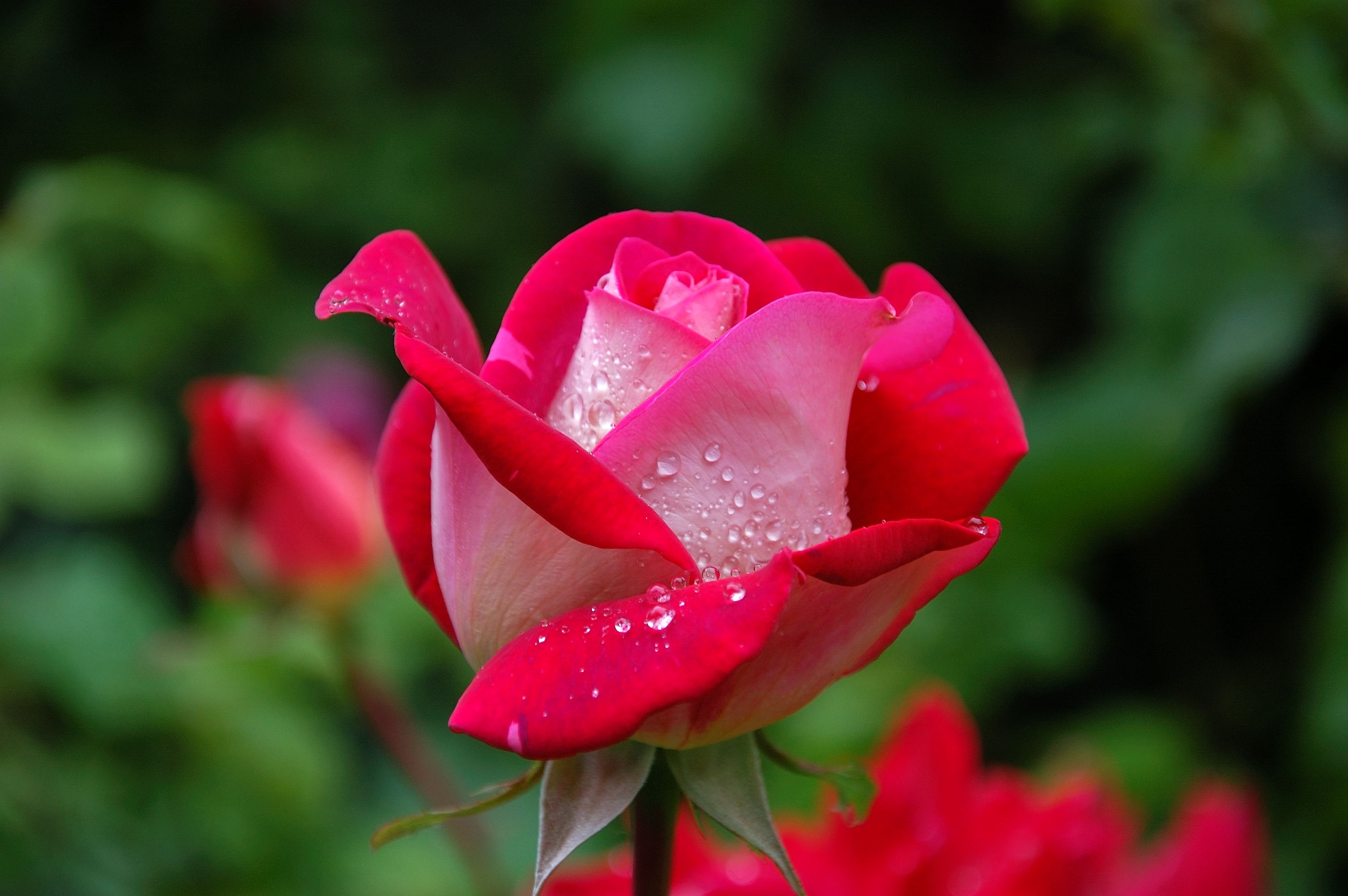 Close Photography of Red and Pink Rose · Free Stock Photo