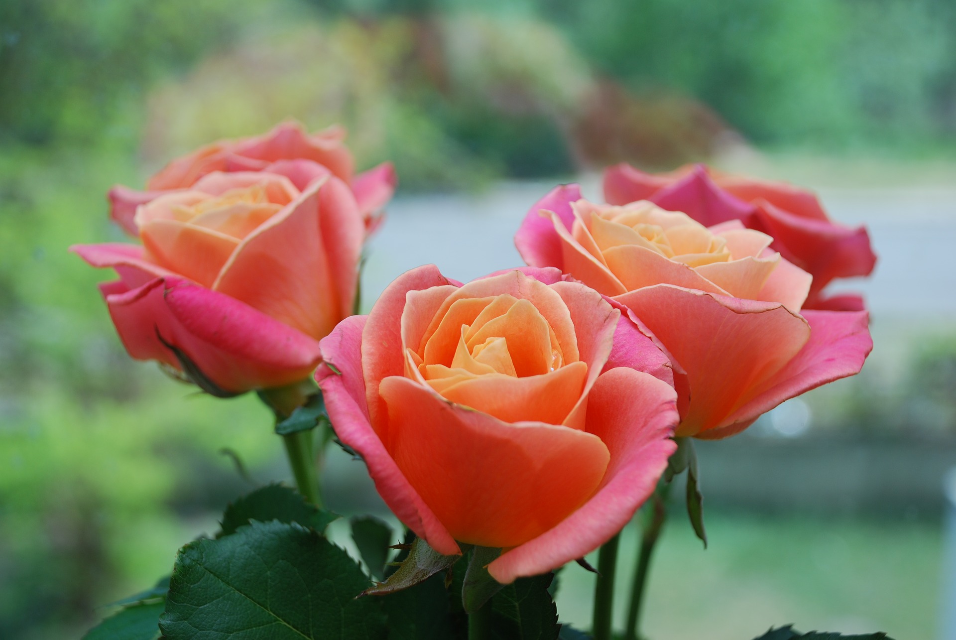 Year of the Rose: Best Types of Roses | Old Farmer's Almanac