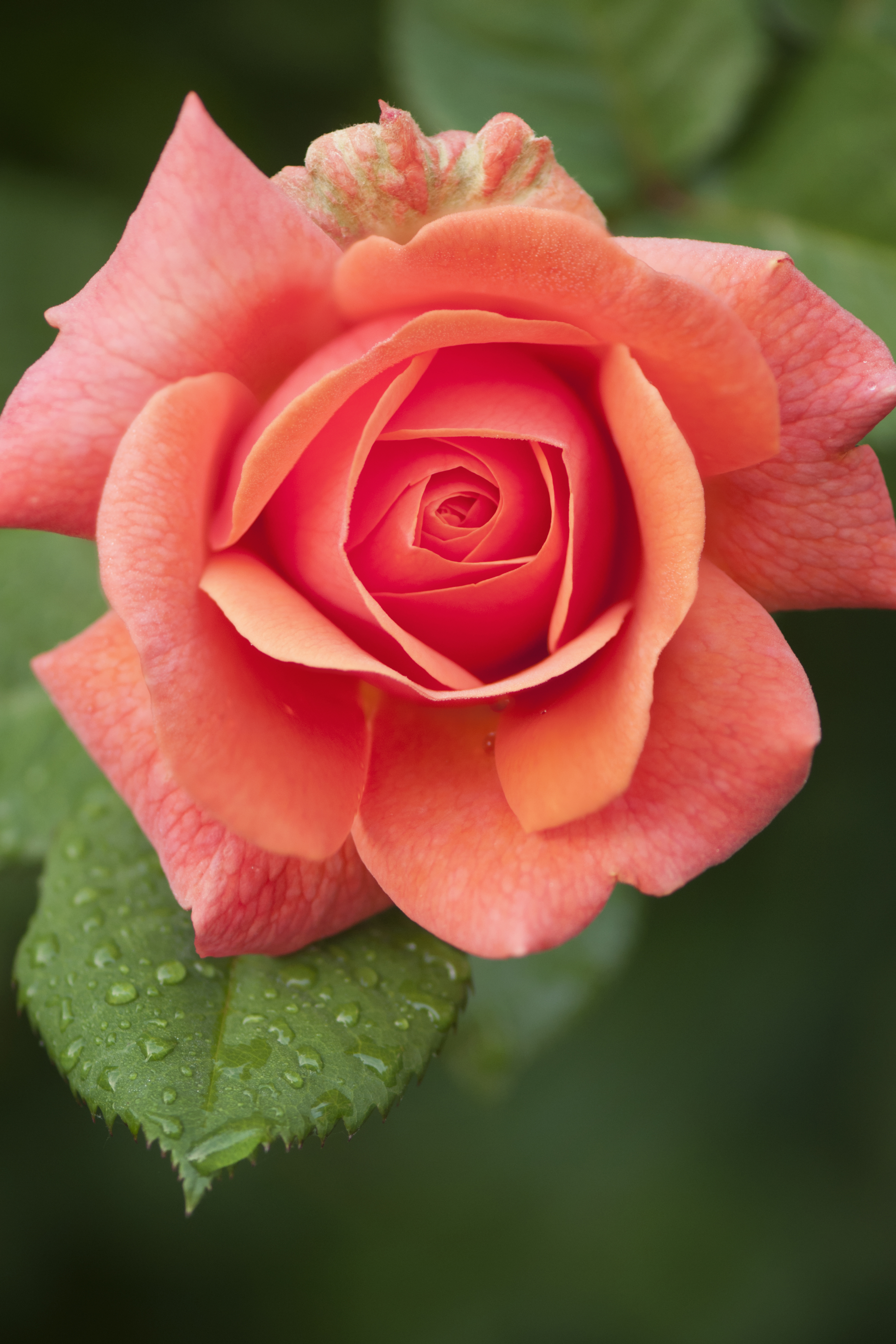 Free photo: Roses - Flower, Fresh, Freshness - Free Download - Jooinn
