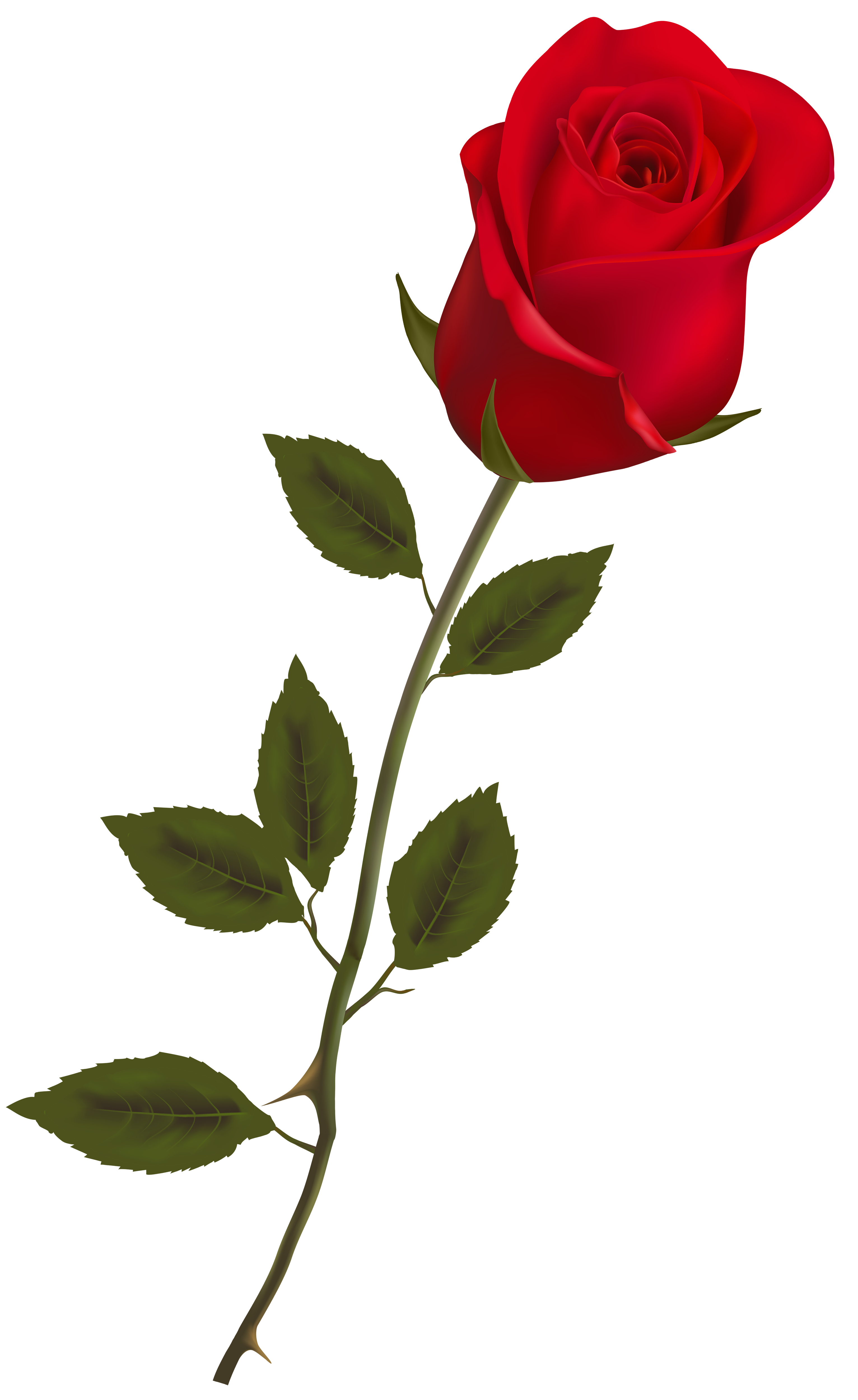 Beautiful Stem Red Rose PNG Clipart - Best WEB Clipart