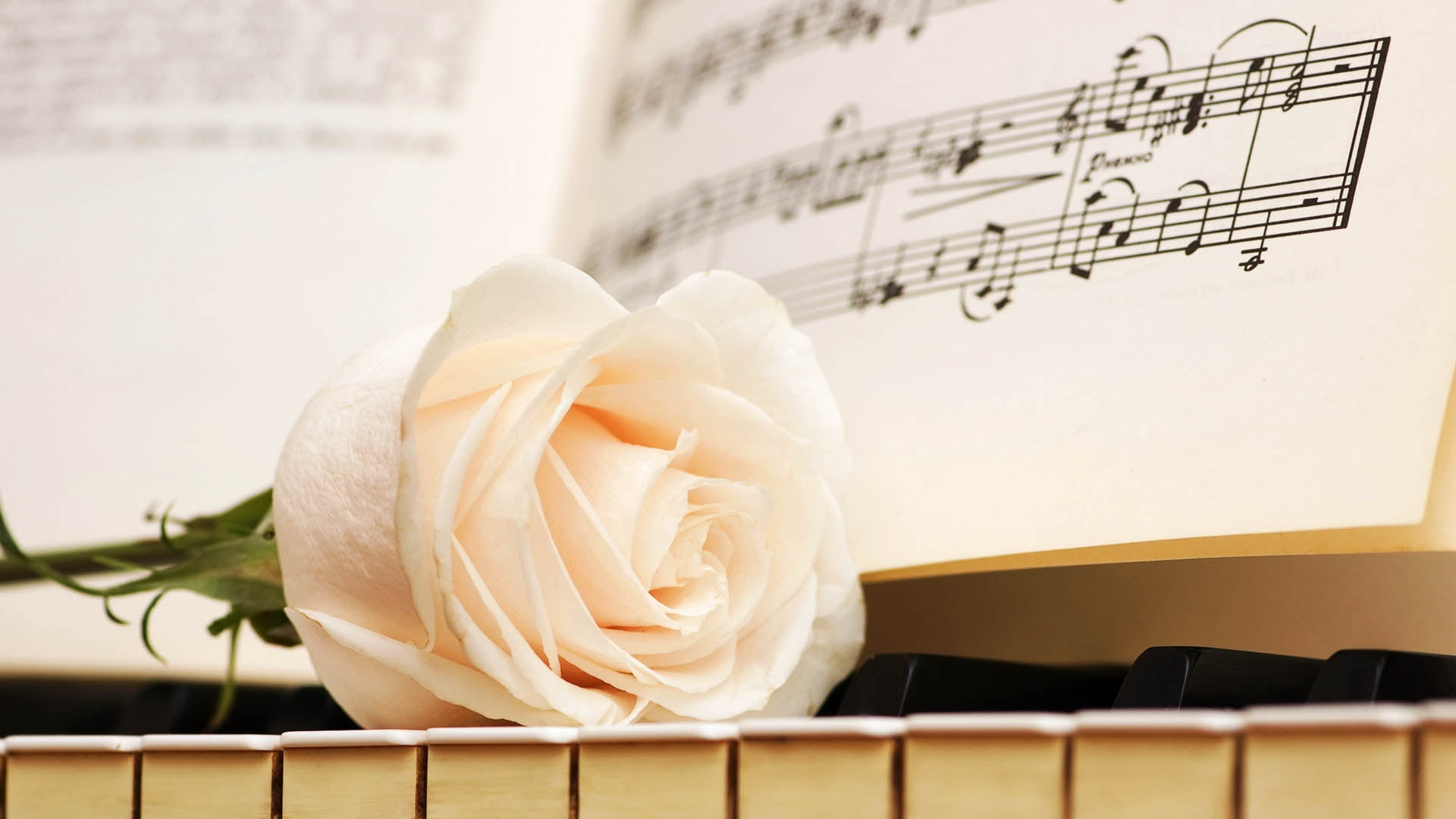 Rose, Music, Petals HD wallpaper | Wallpaper Flare