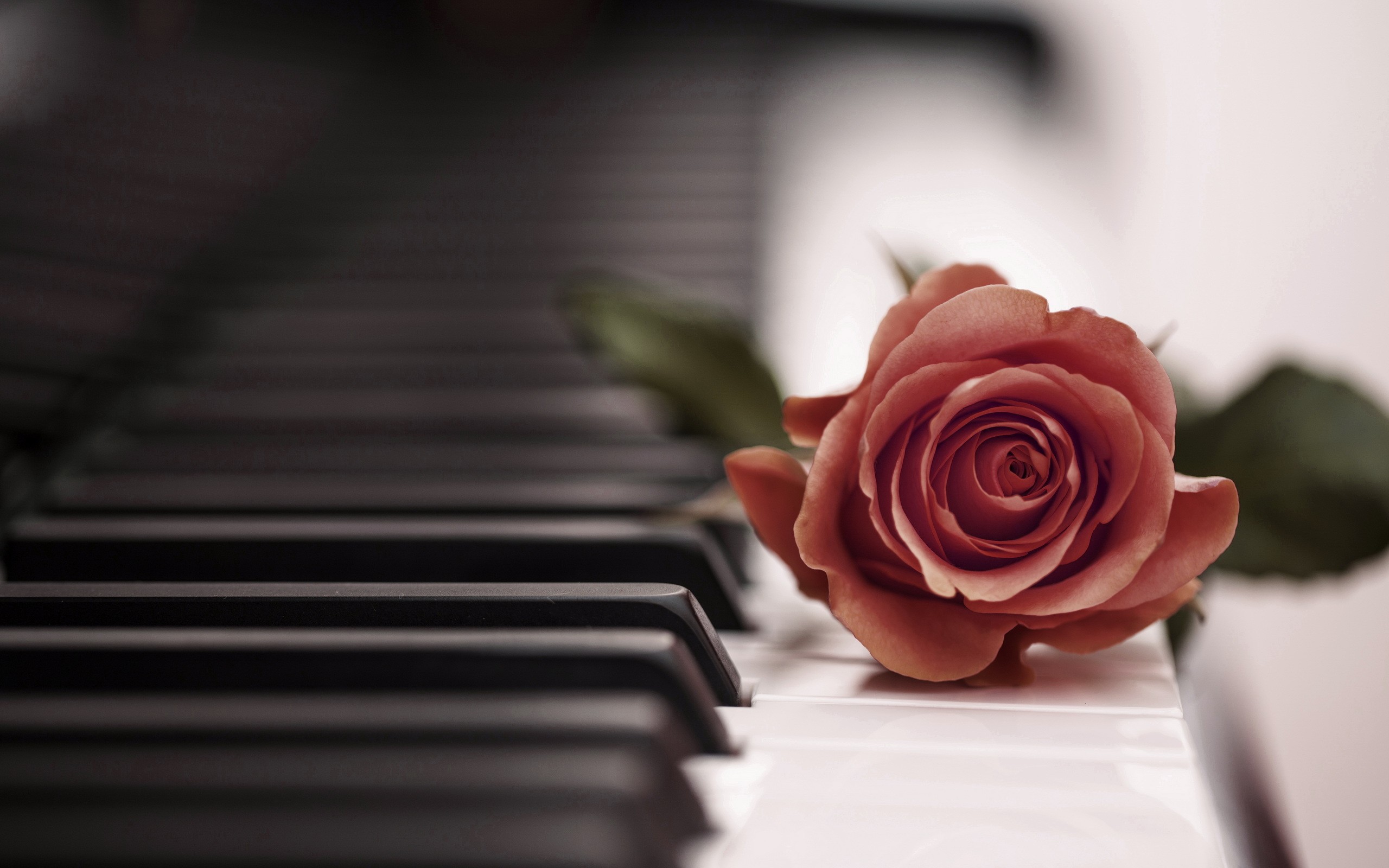 Flowers: Music Roses Rose Nature Piano Love Flowers Flower Bouquet ...