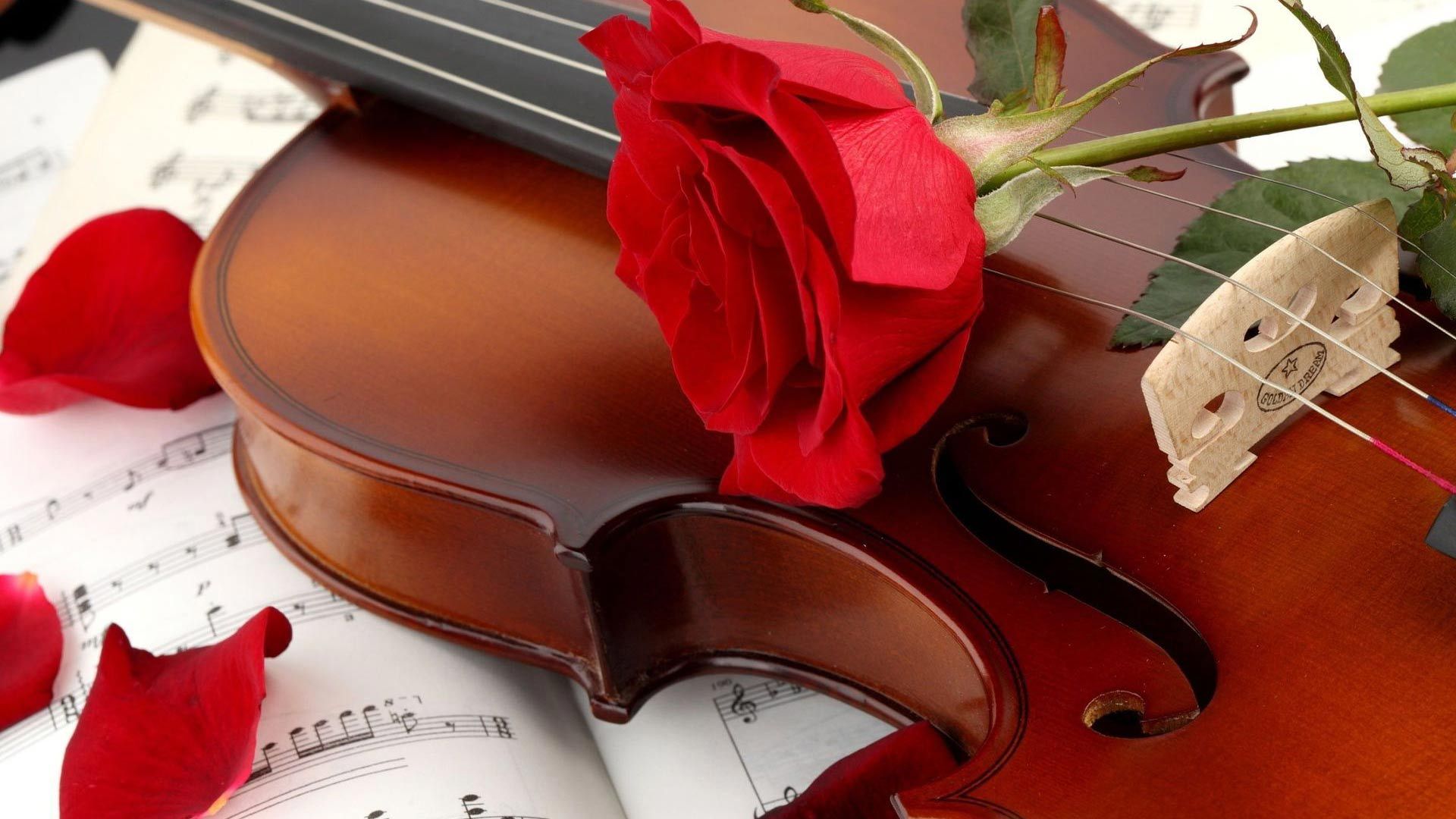 Violin And A Rose Music Wallpaper | Instruments Kay has played ...