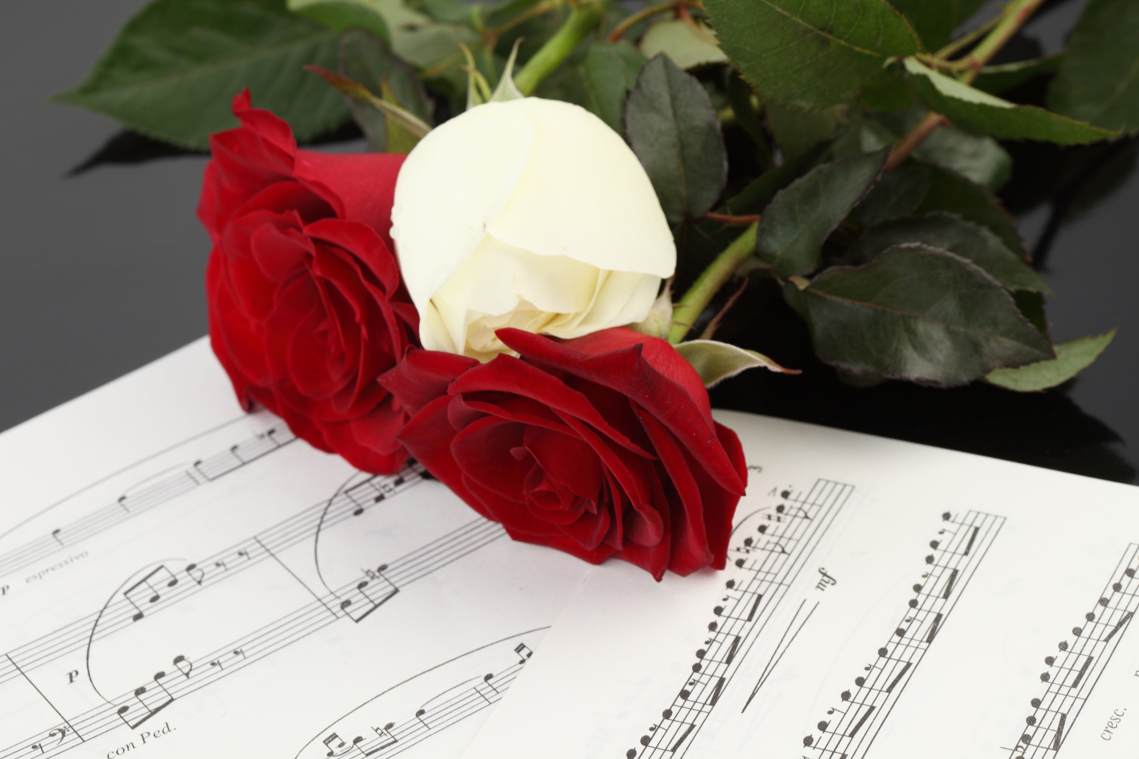 Flower: Romantic Beauty Pretty Rose Musical White Photography Roses ...