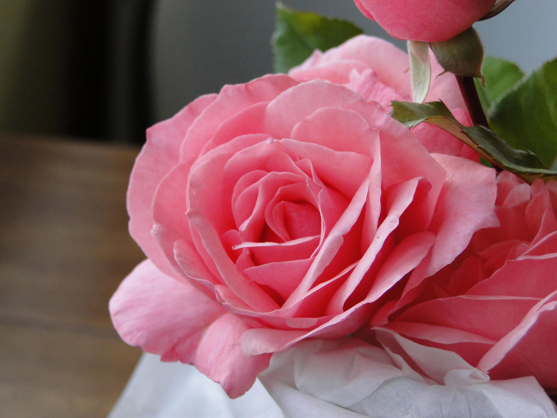 Blushing Pink Rose Free Stock Photo - Public Domain Pictures