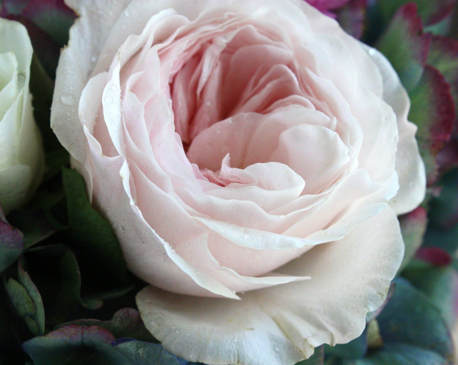 Well, this is the official flower of the wedding! Blush pink garden ...