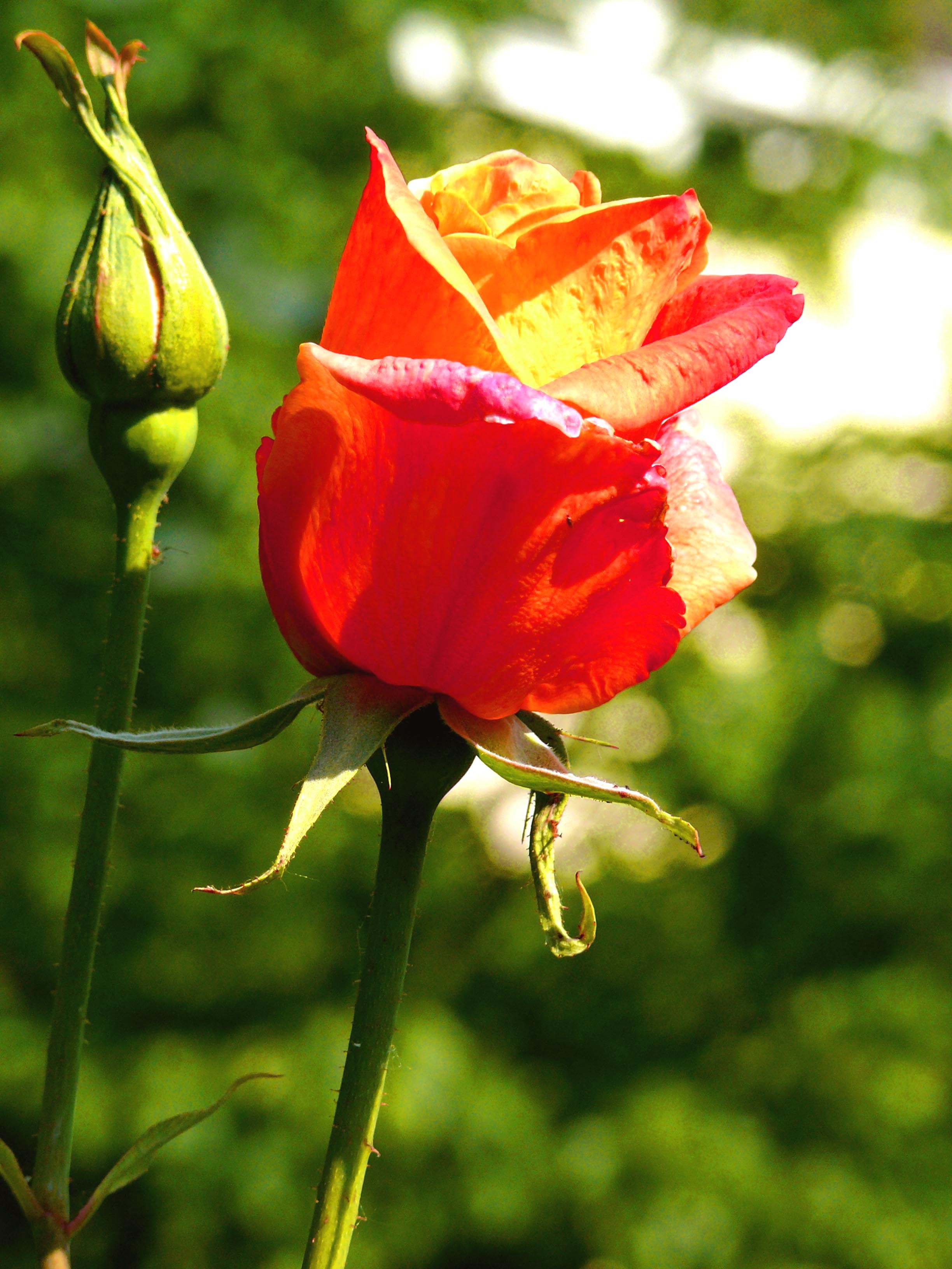 Free Photo Rose Bud Aroma Growing Red Free Download Jooinn