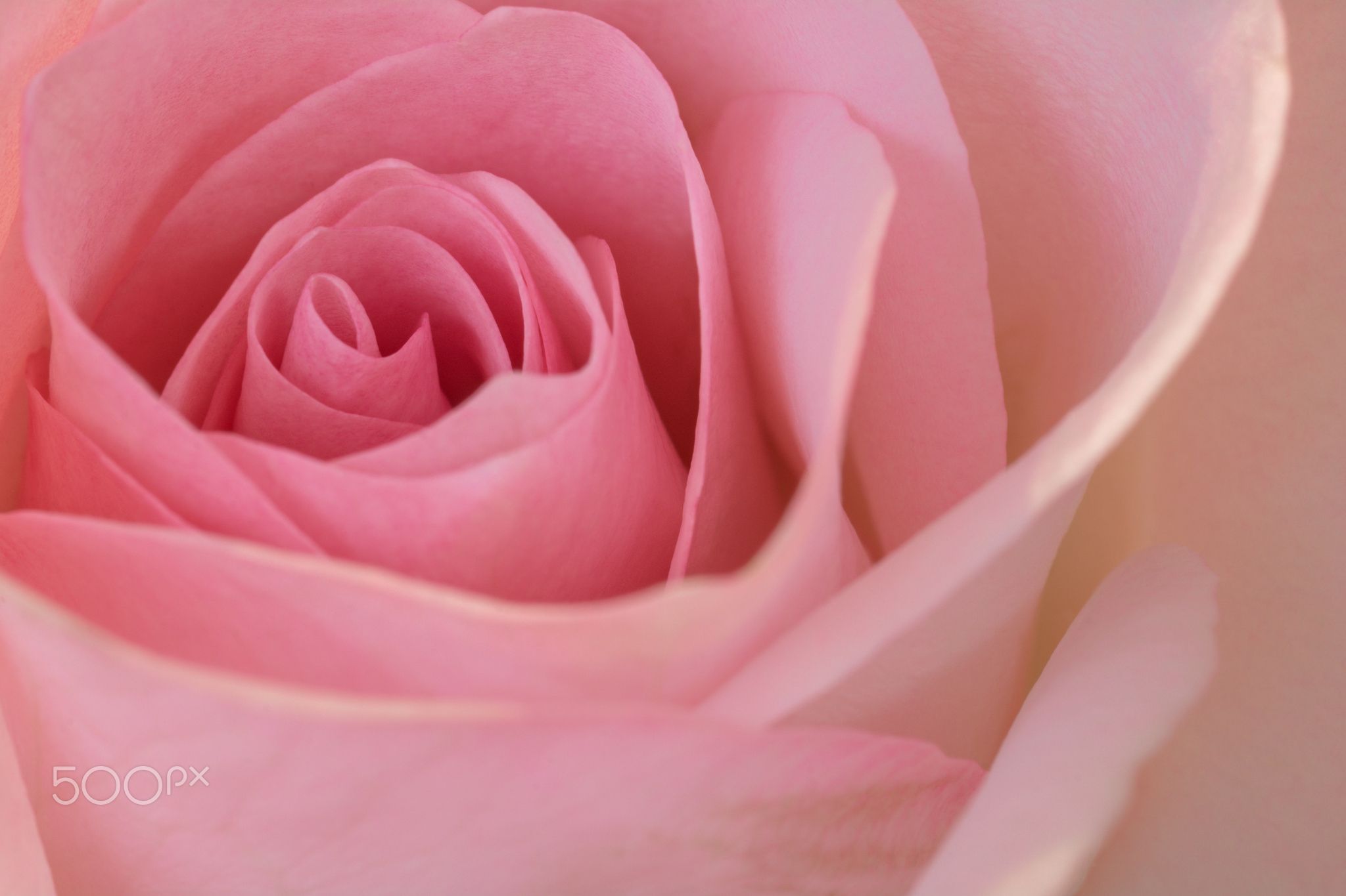 Beautiful Pink Rose Closeup - A beautiful close up of a soft pink ...