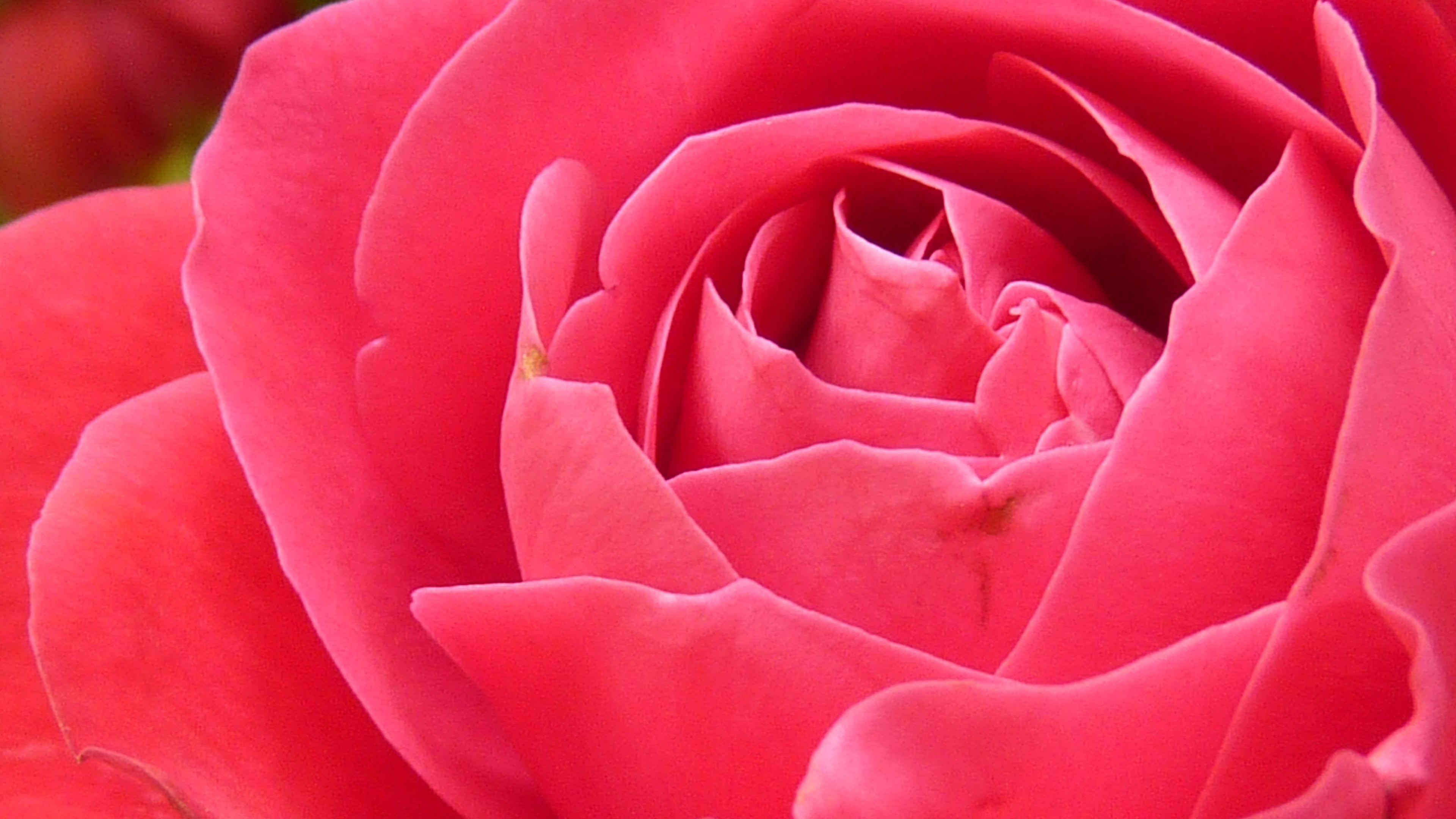 Bright Pink Rose Closeup Wallpaper - Mobile & Desktop Background