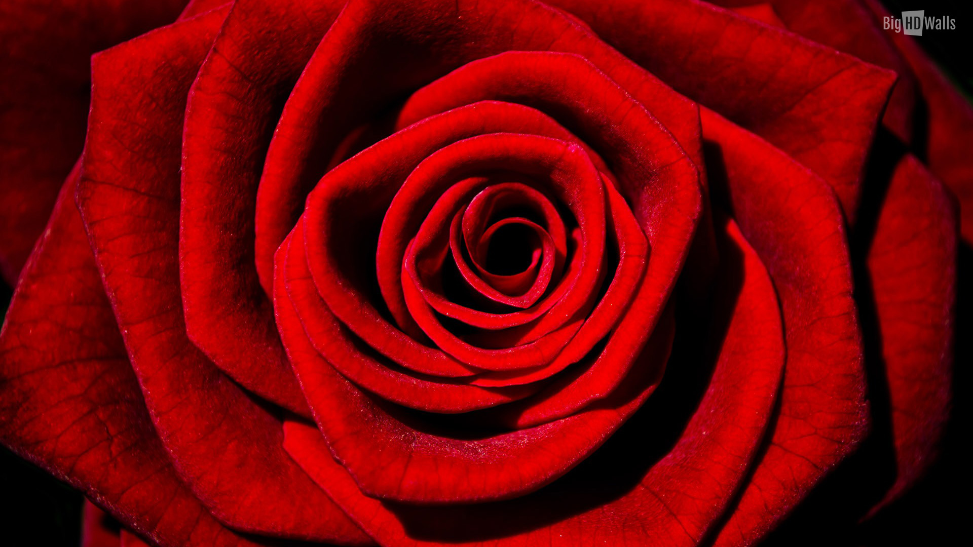 10 Beautiful HD Wallpapers of Roses | BigHDWalls