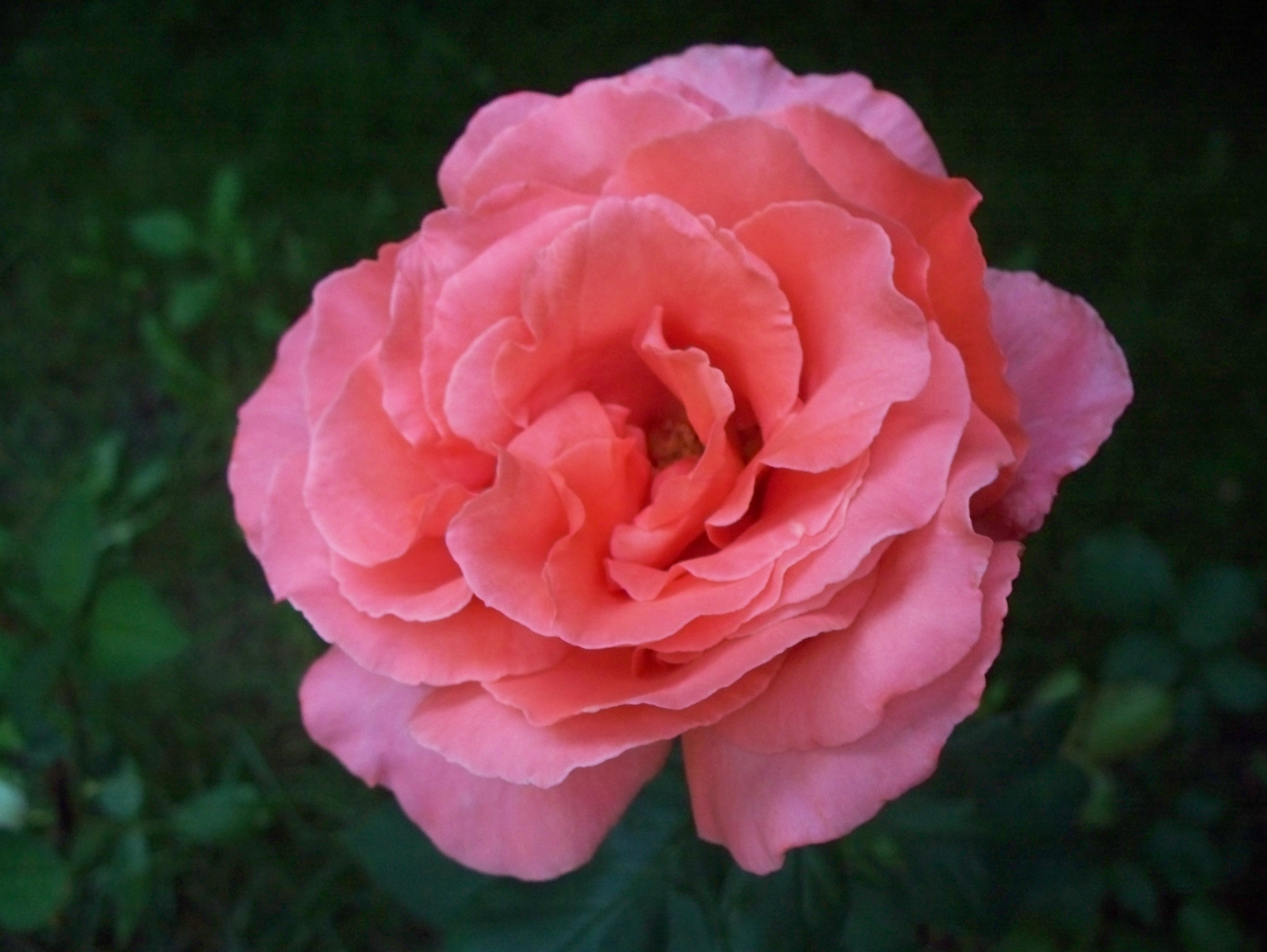 File:Closeup of a pink rose in full bloom..JPG - Wikimedia Commons