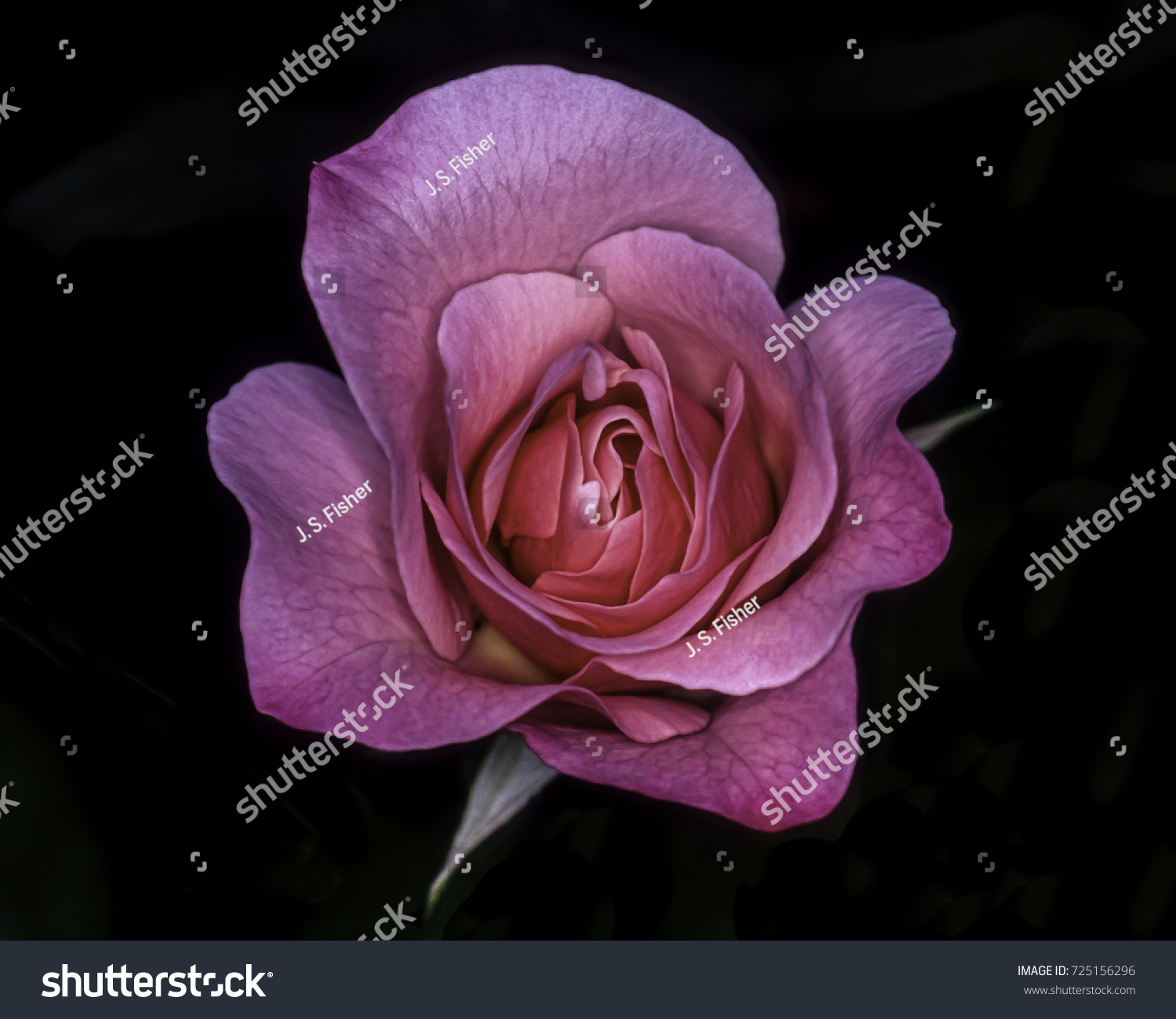 Rose Closeup Stock Photo (Royalty Free) 725156296 - Shutterstock