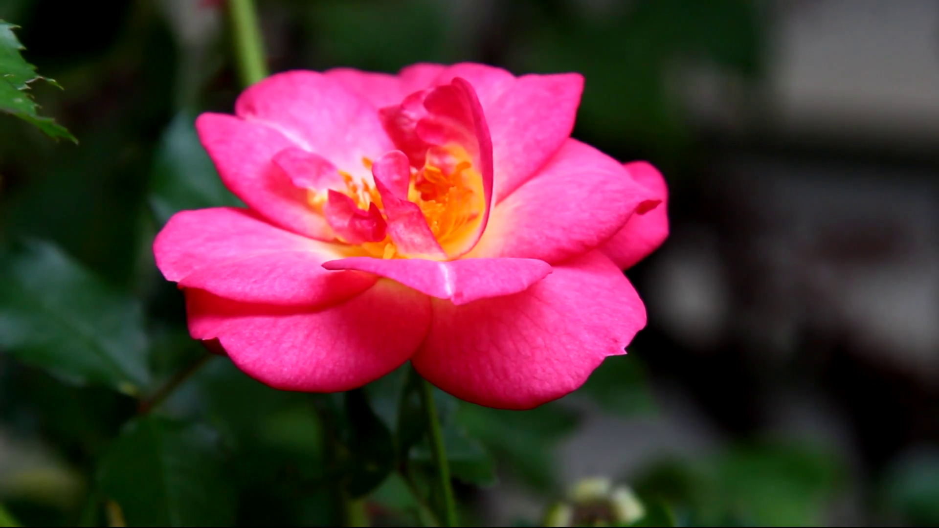 A closeup of a single pink Rose, selective focus. Stock Video ...