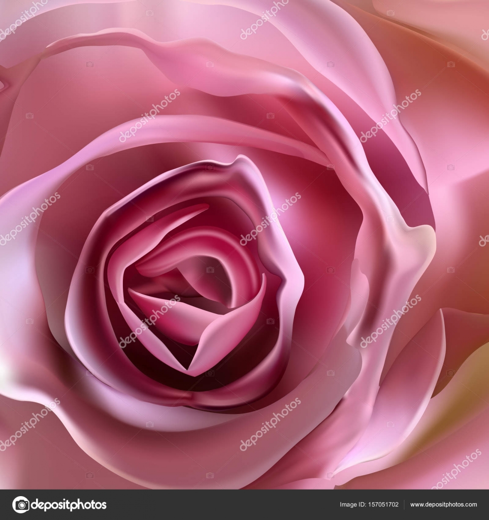 Romantic floral background. Flower. Rose closeup on green. — Stock ...