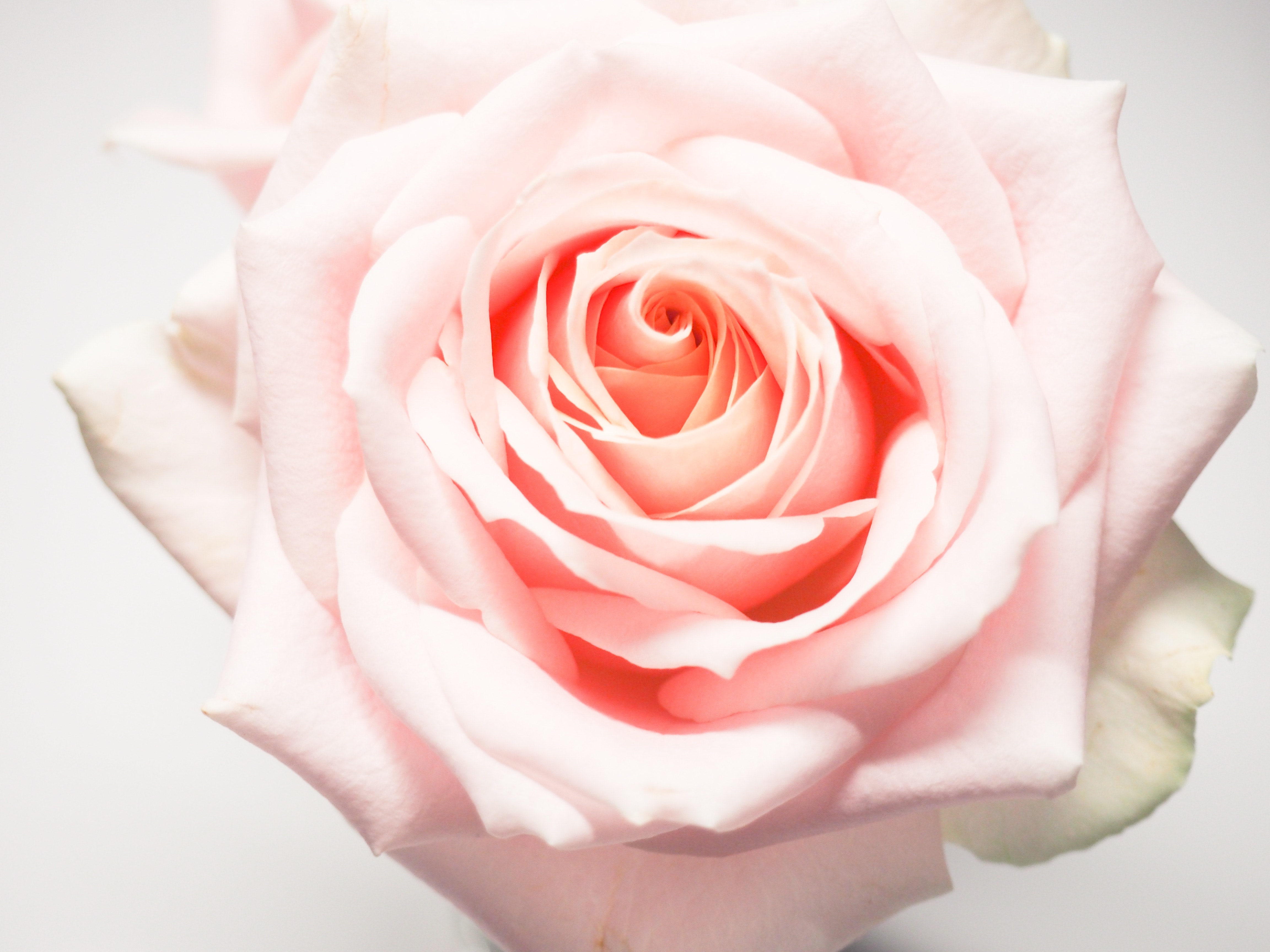 Free Photo of Pink Rose close-up