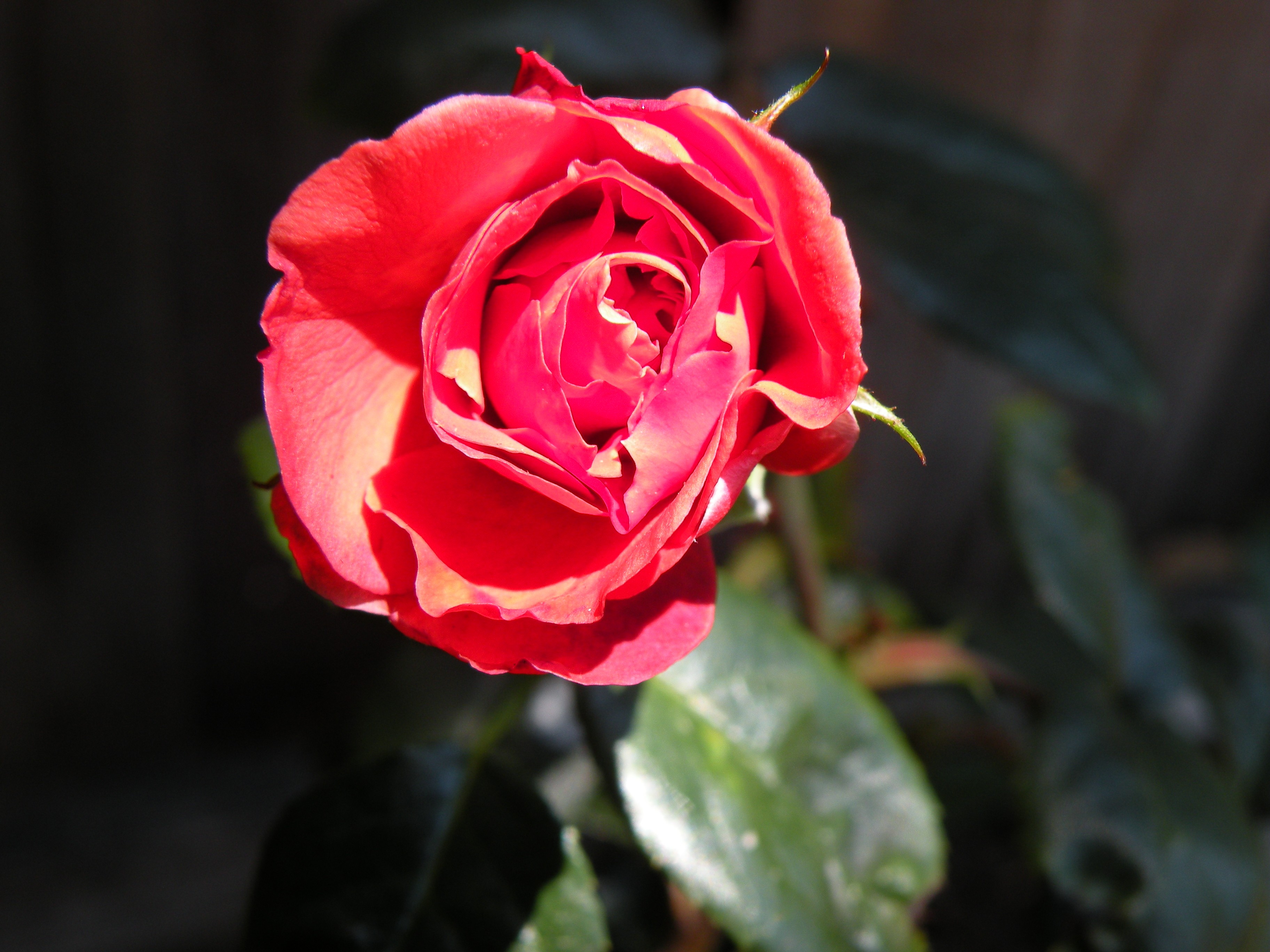 Flower: Red Light Rose Closeup Flower Wallpaper Windows 7 HD 16:9 ...