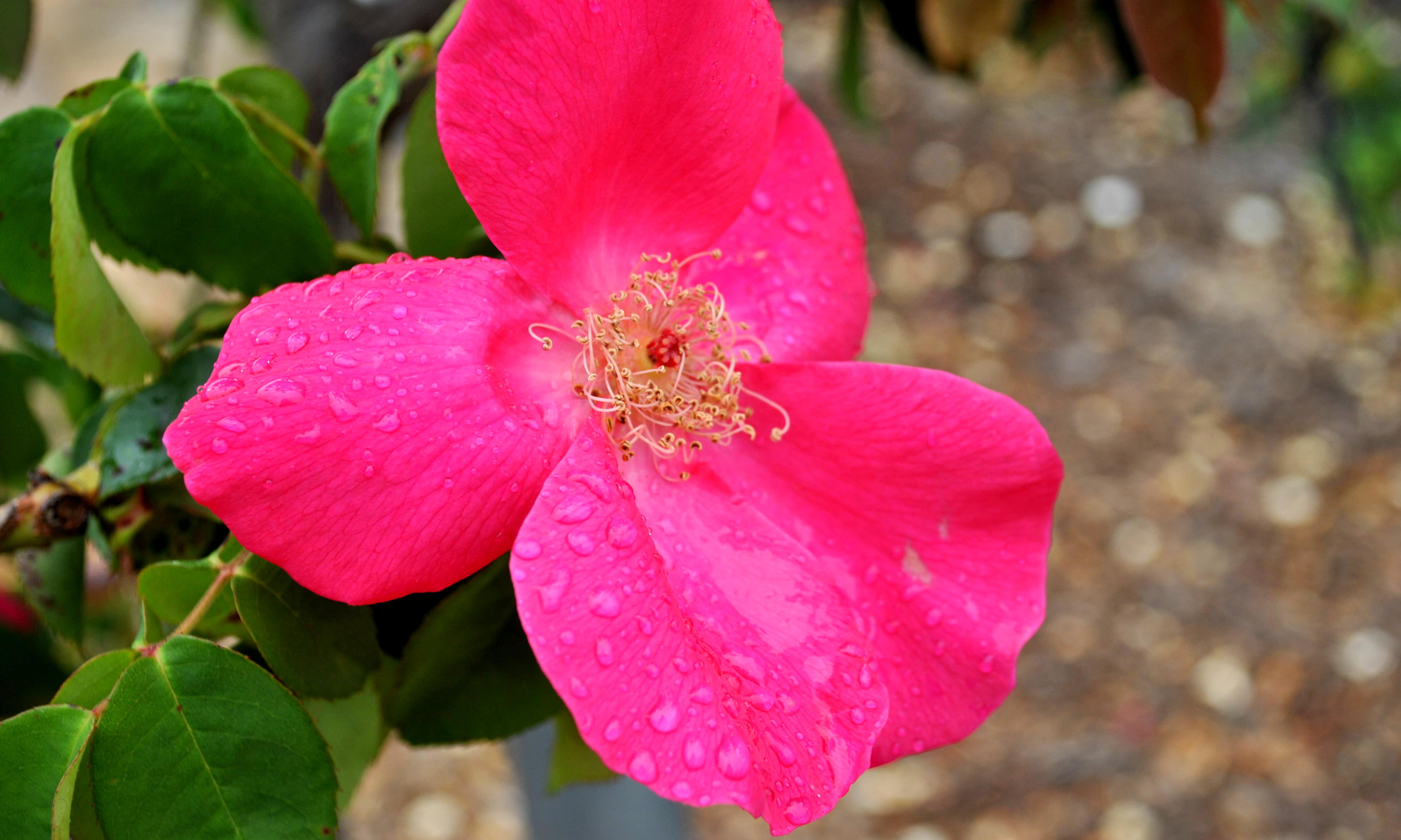 Rose closeup photo
