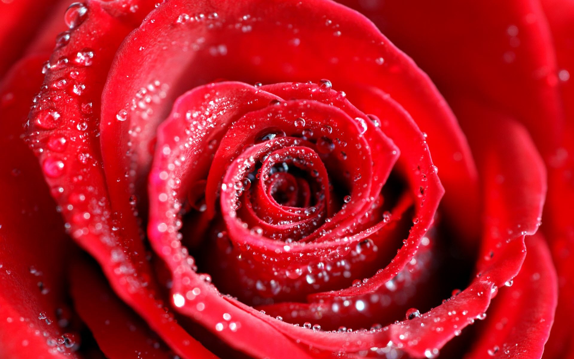 Water Drops On Red Rose - [1920 x 1200]