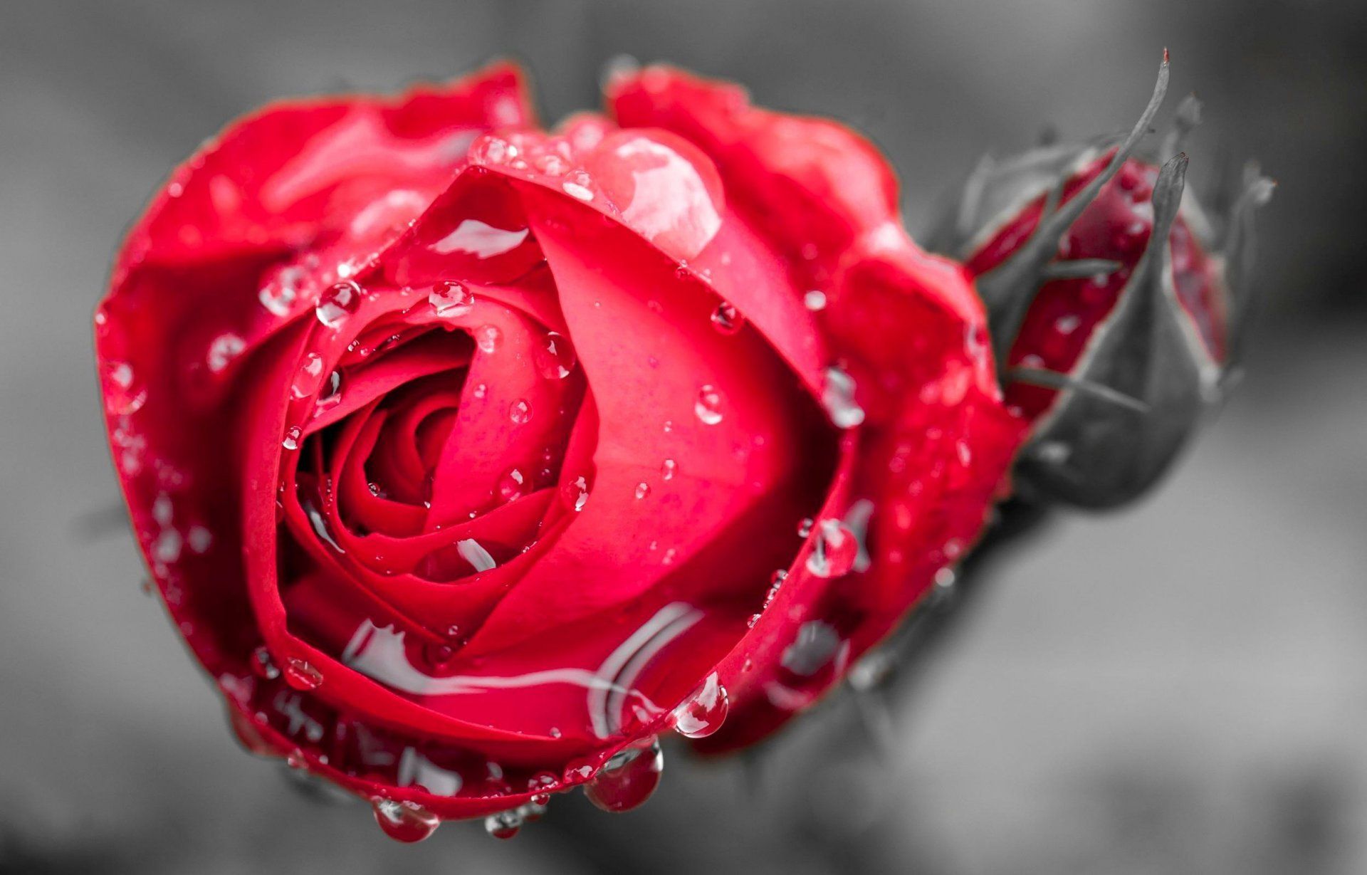 flower flower flower rose drops rosa water red rose close up | HD ...